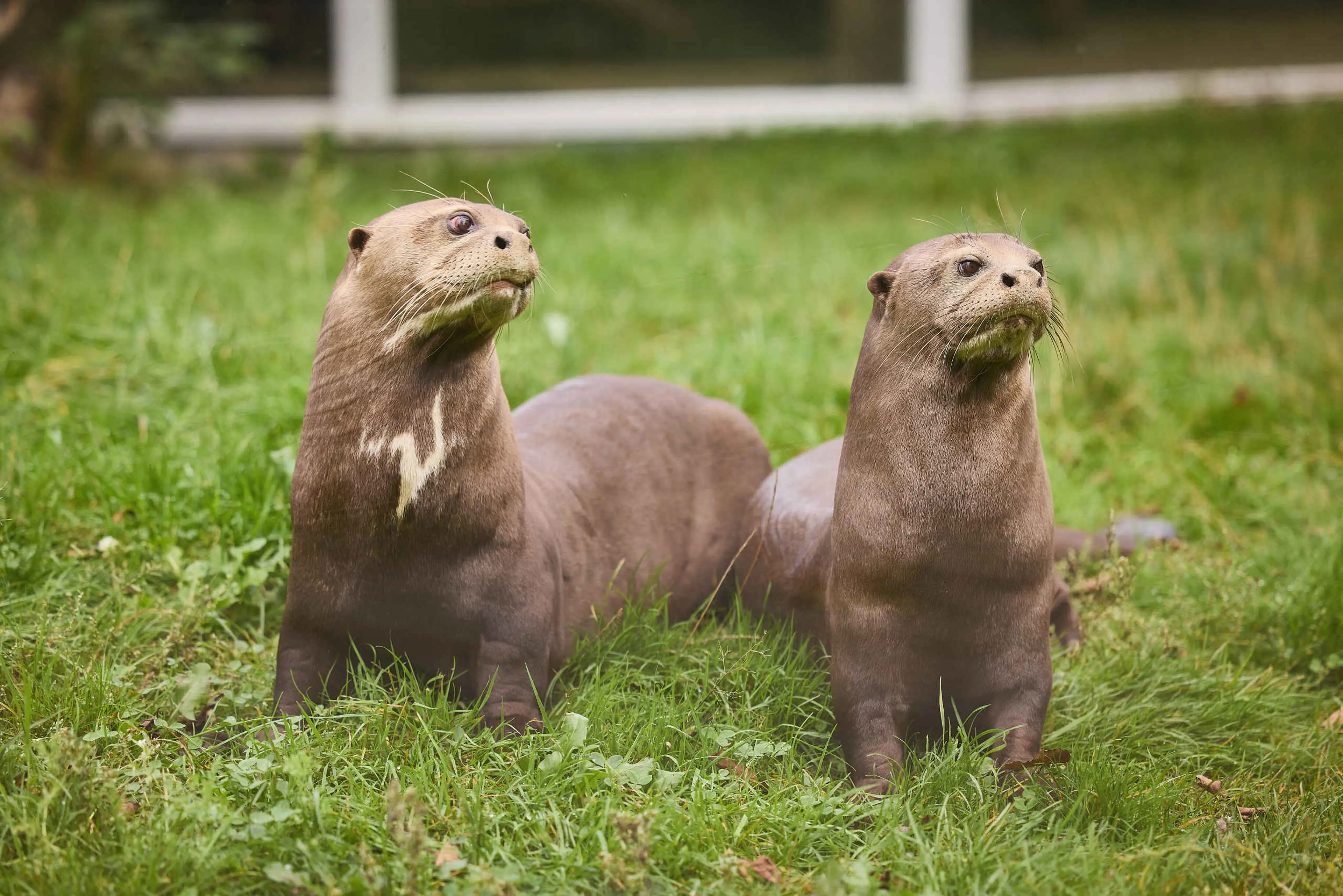 Twee reuzenotters in gras close-up AquaZoo Leeuwarden
