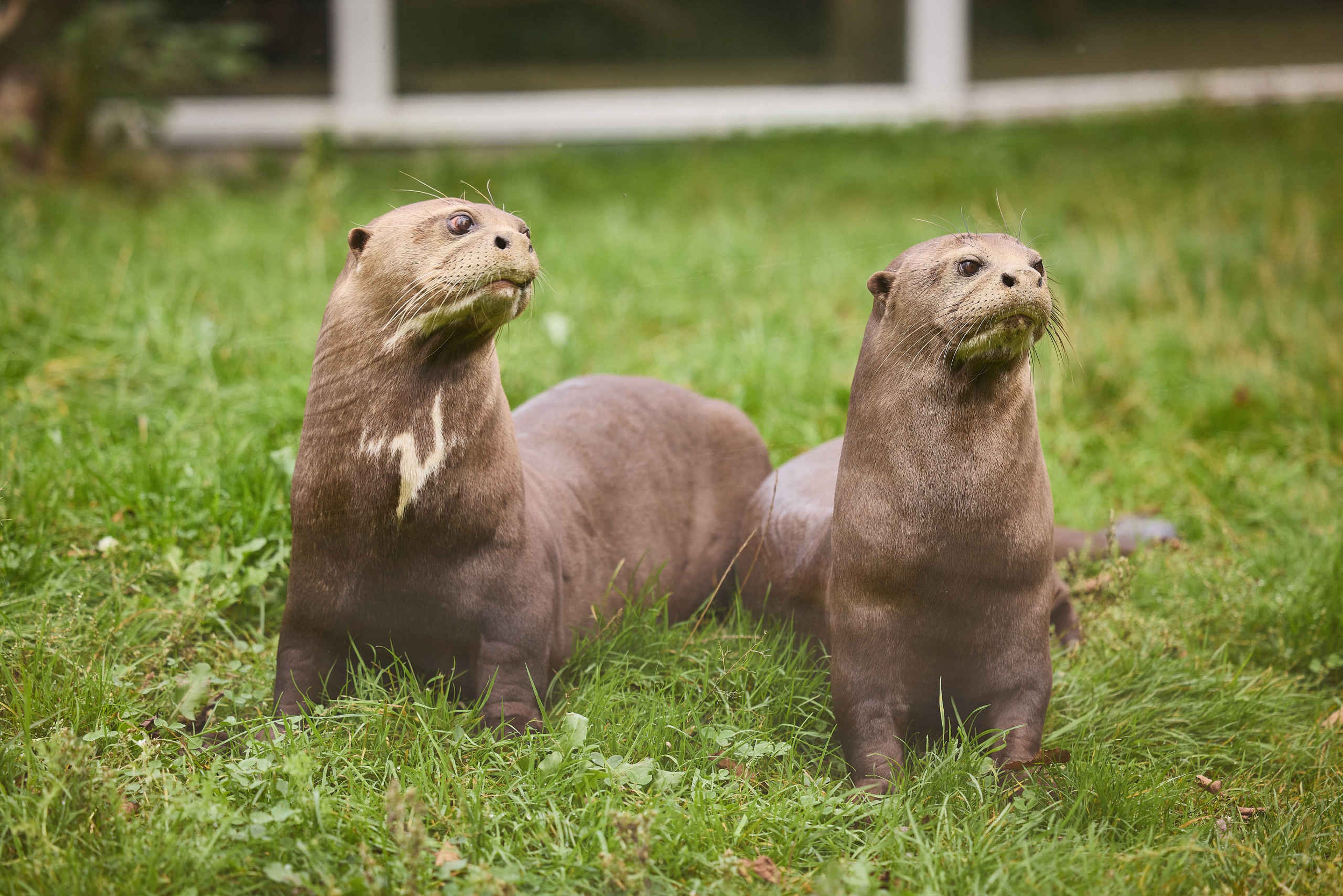 Twee reuzenotters in gras close-up AquaZoo Leeuwarden