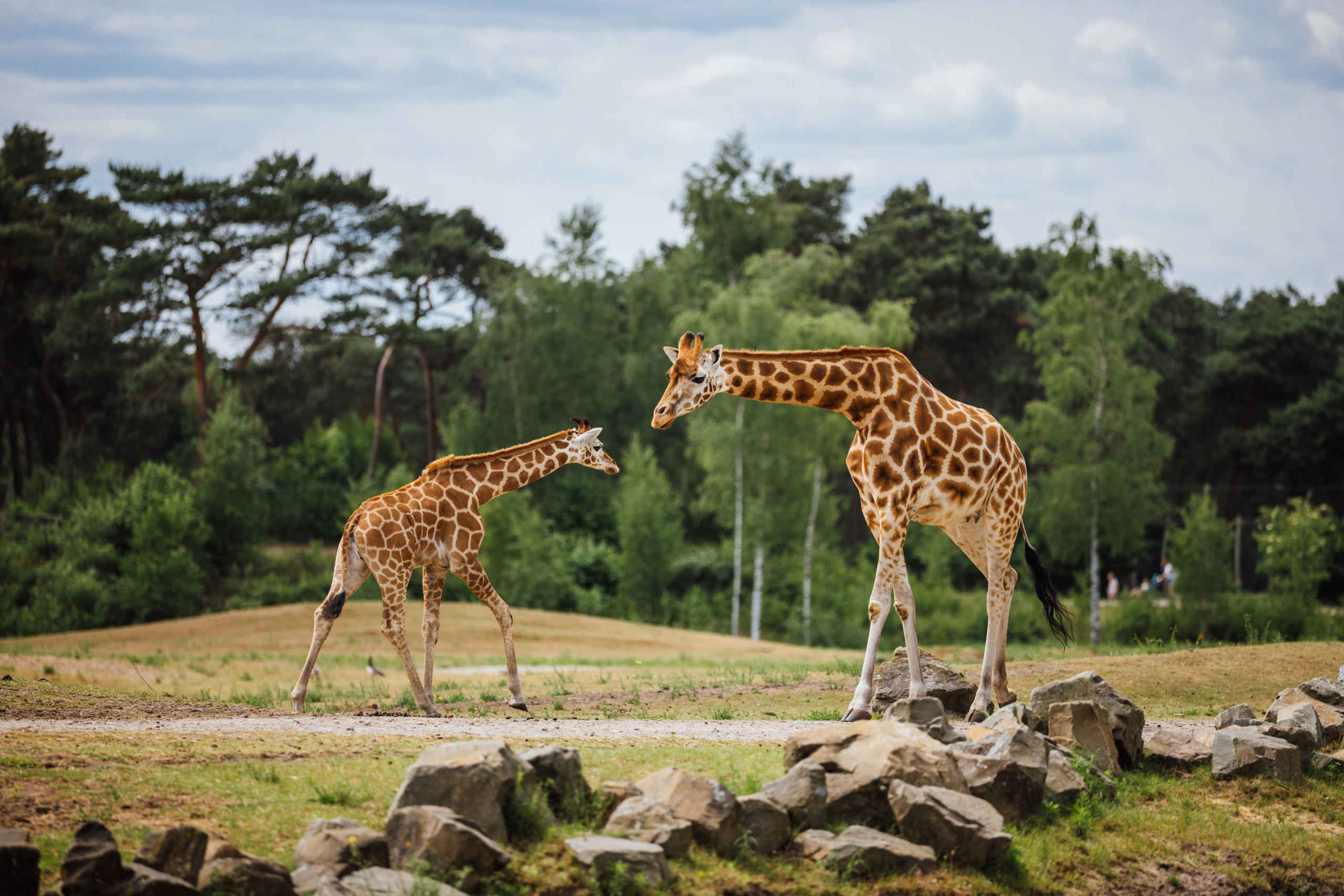 Nubische giraffen bij Safaripark Beekse Bergen, waar Libéma Wildlife Foundation actief is.