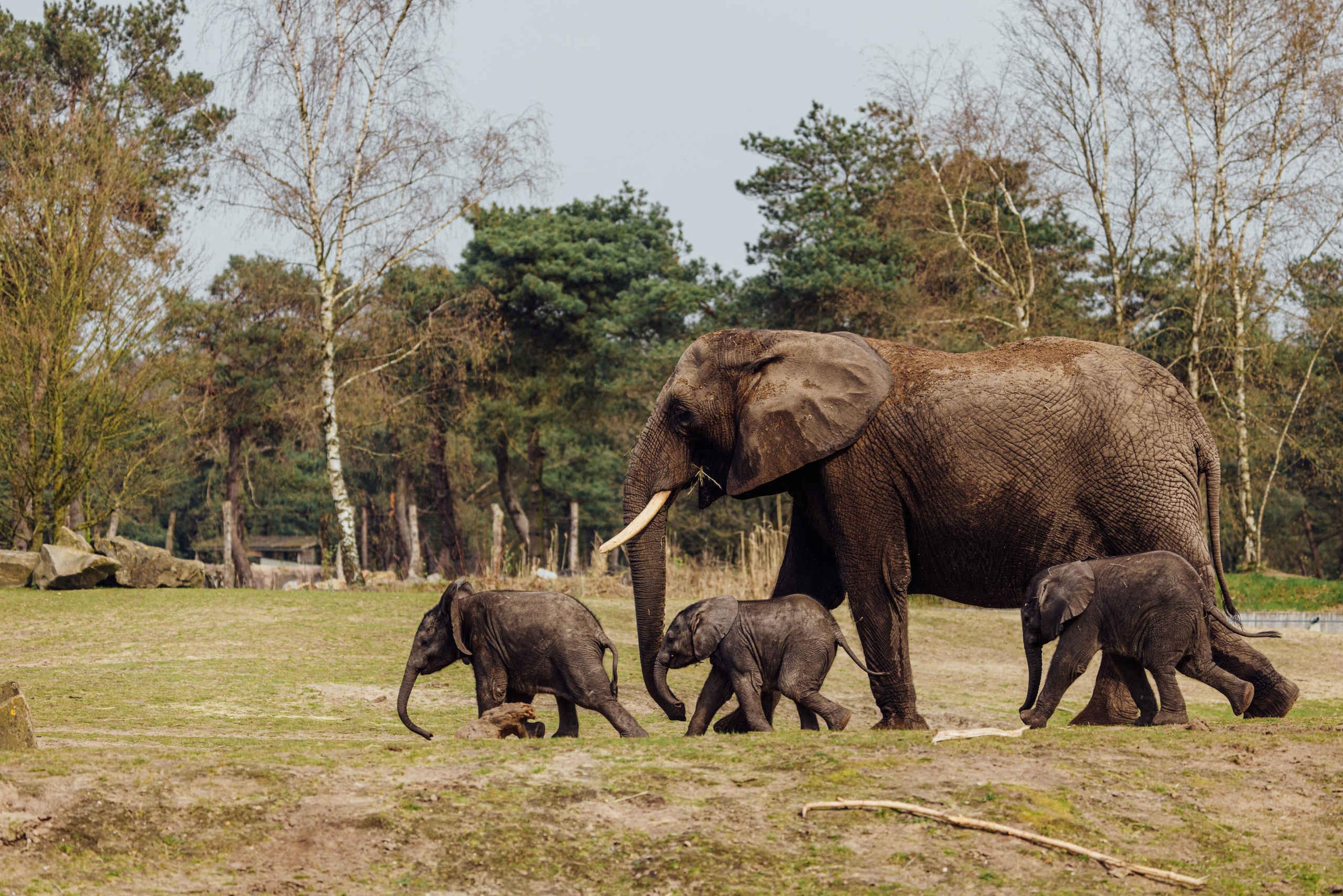 Olifant met olifantenkalfjes lopend in de olifantenvallei gespiegeld in Safaripark Beekse Bergen