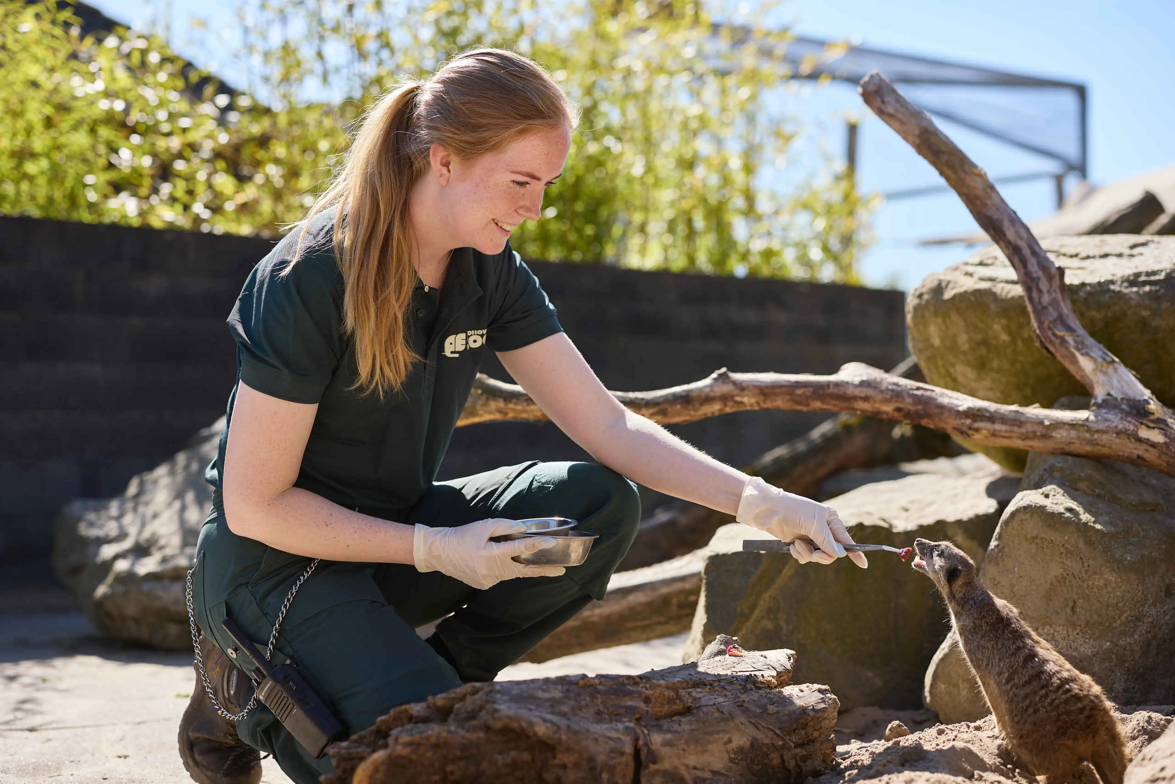 Een medewerker van de dierenverzorging bij Eindhoven Zoo