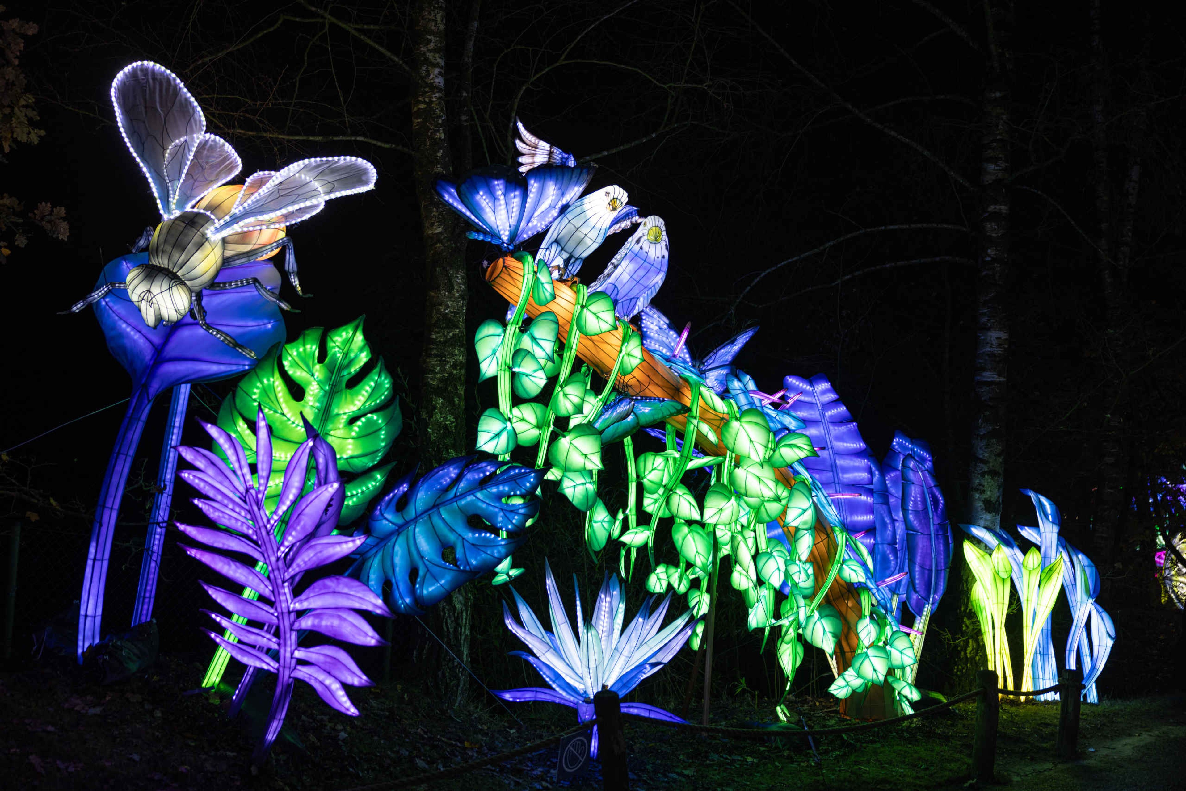 Lichtgevende vogels planten en insecten bij Light Safari Beekse Bergen
