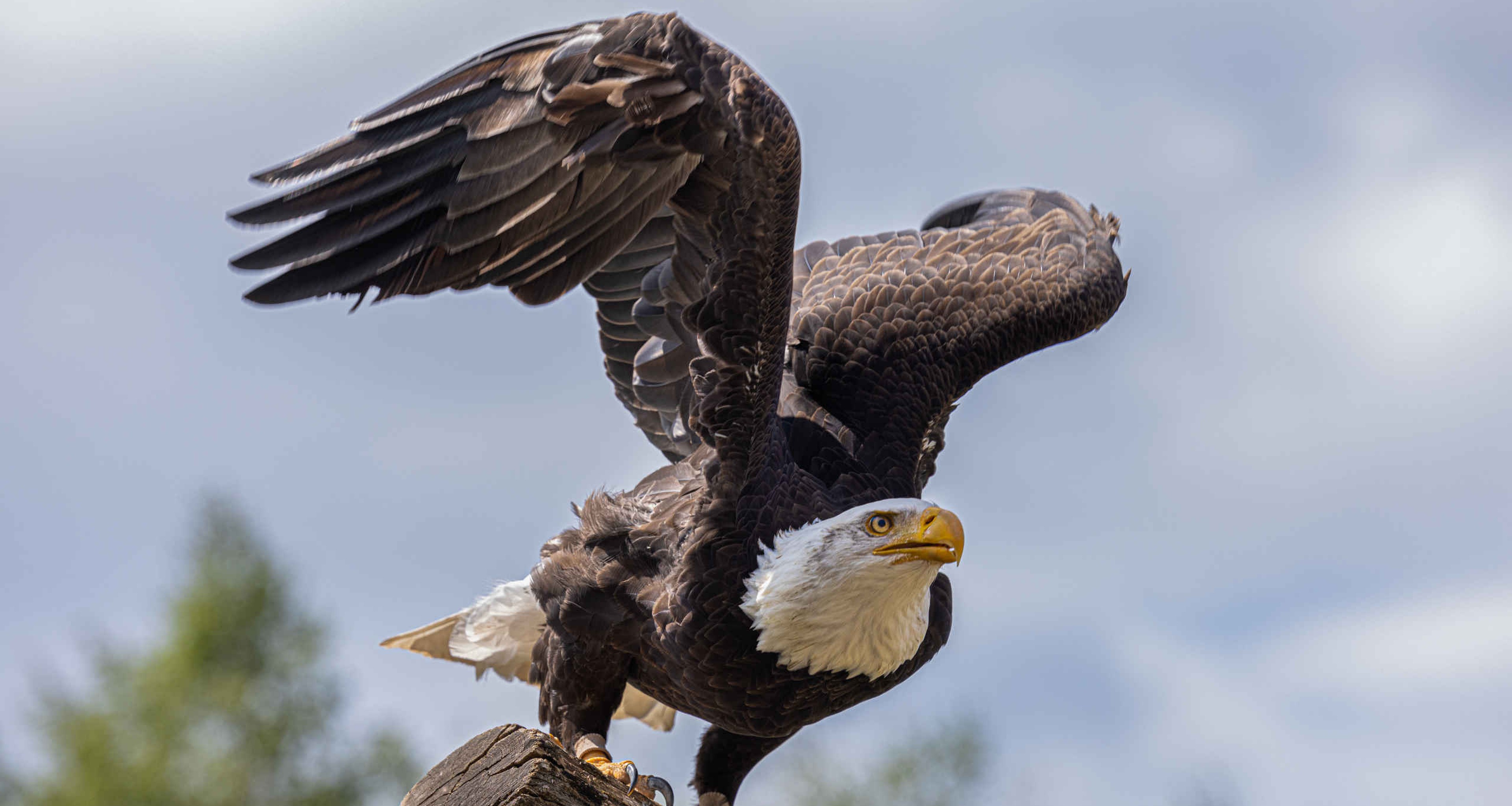 Een zeearend spreid haar vleugels om weg te vliegen bij Safaripark Beekse Bergen