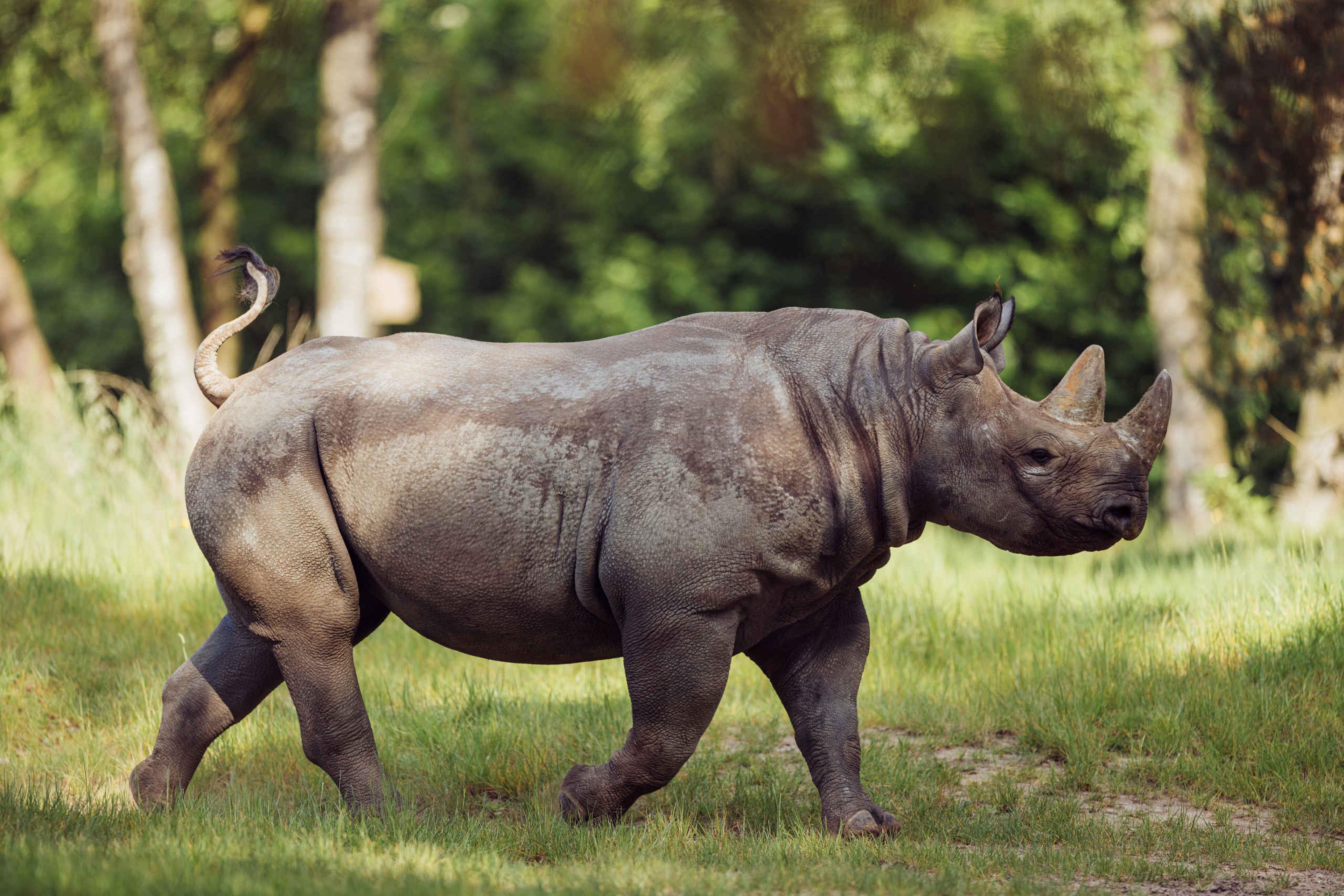 Een puntlipneushoorn loopt over de savanne bij Safaripark Beekse Bergen.