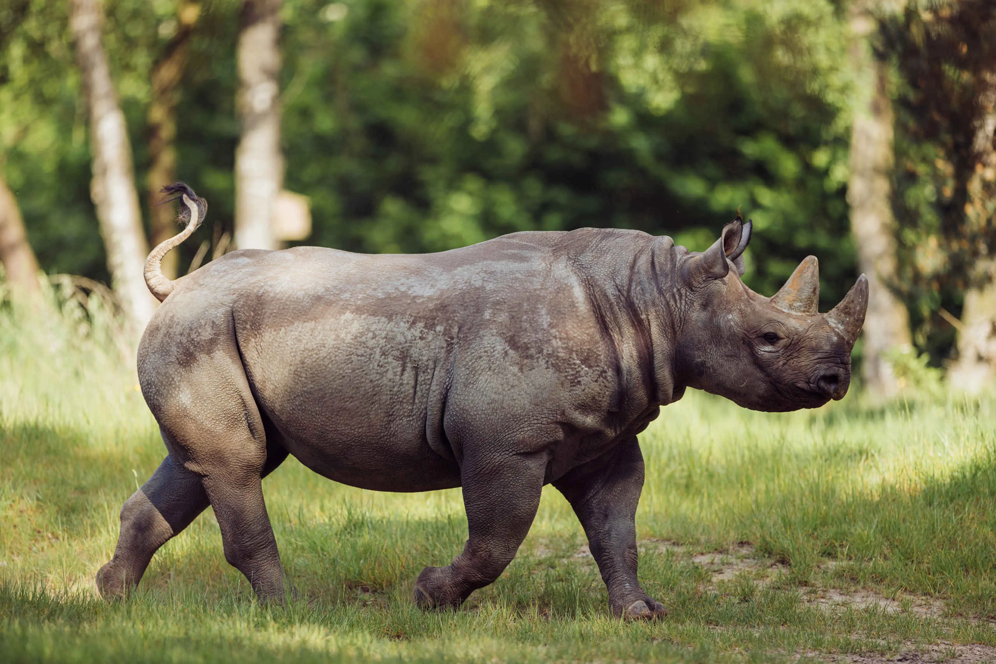 Een puntlipneushoorn loopt over de savanne bij Safaripark Beekse Bergen.