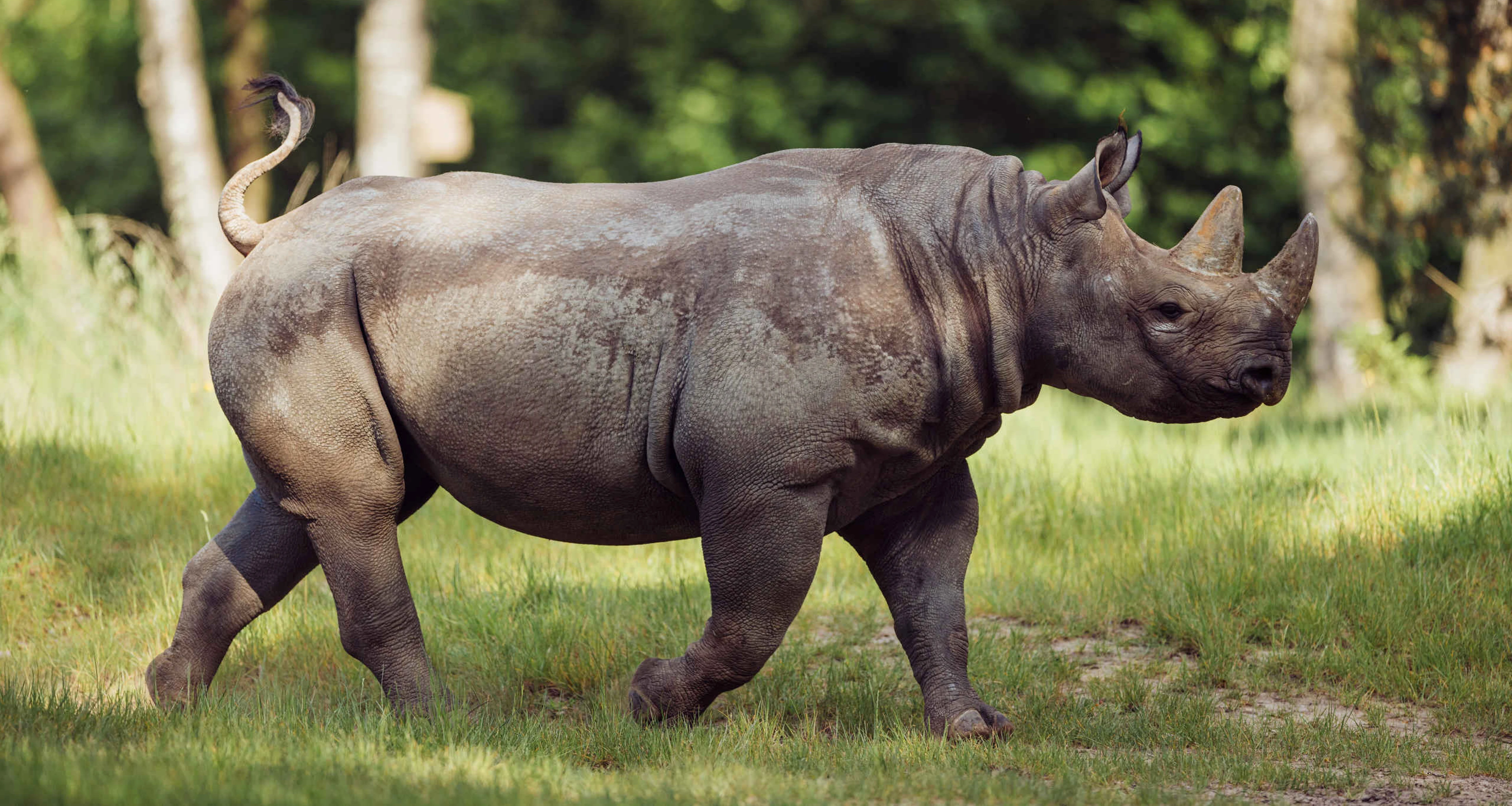 Een puntlipneushoorn loopt over de savanne bij Safaripark Beekse Bergen.