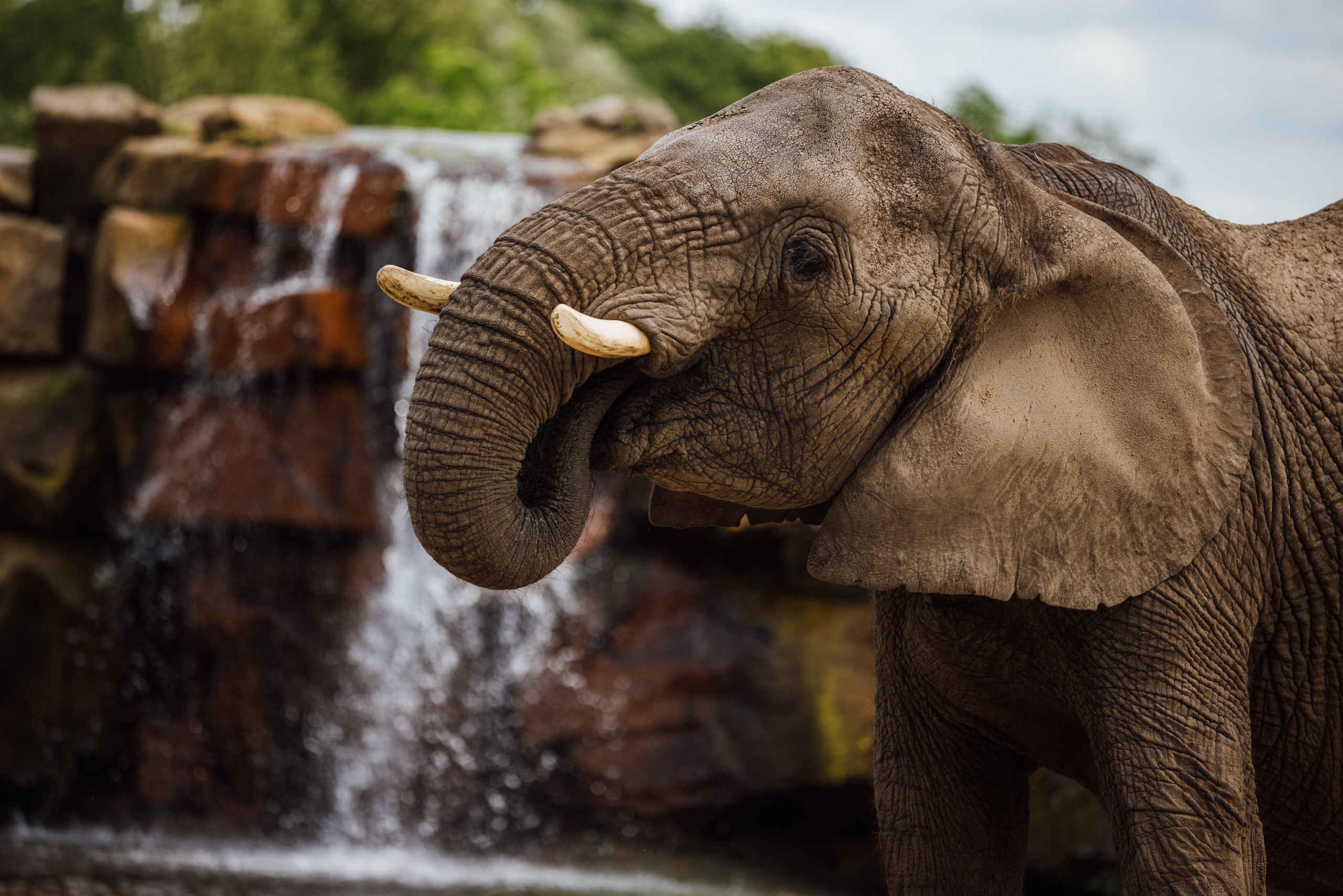 Een Afrikaanse savanneolifant in het Safaripark Beekse Bergen.