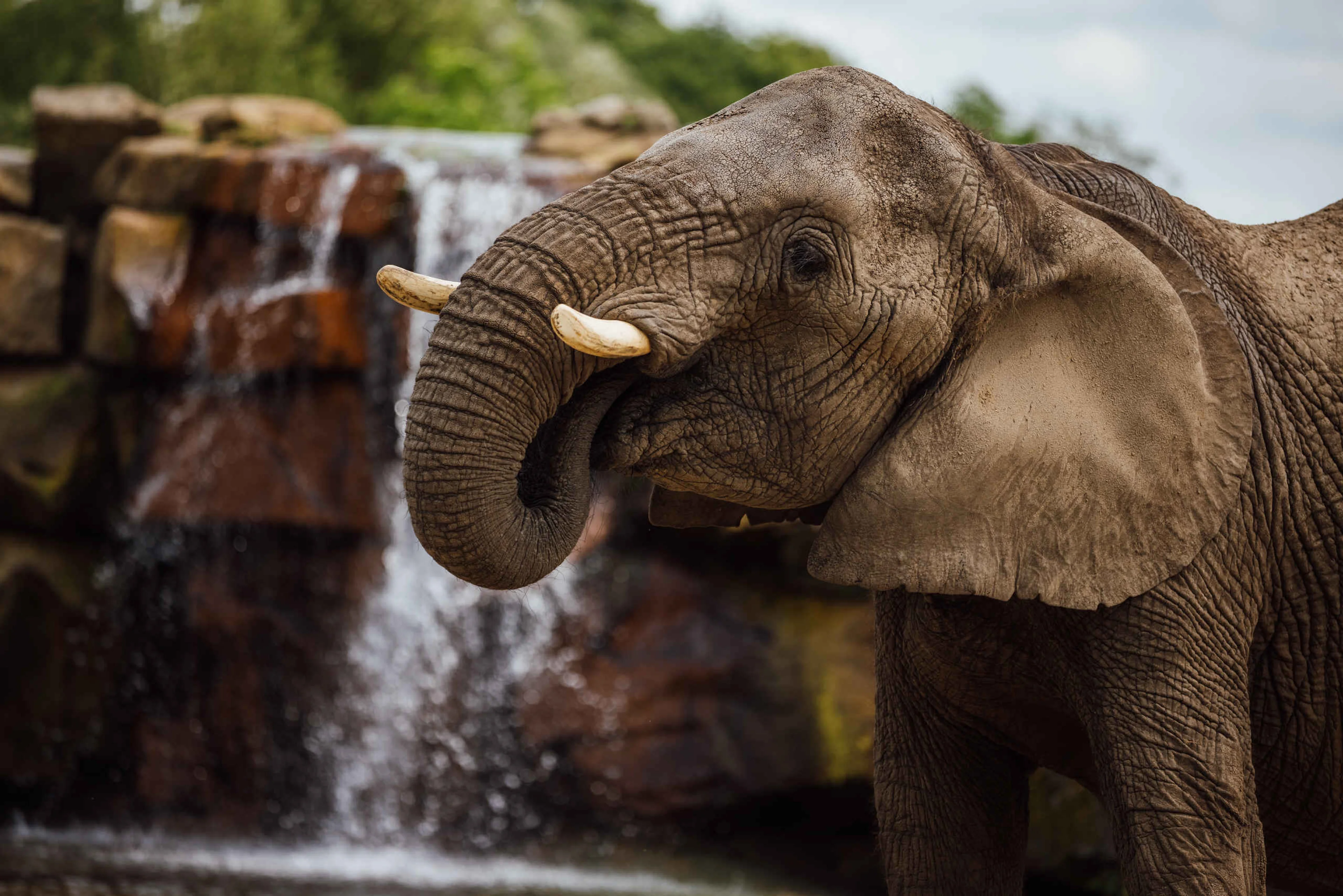 Een Afrikaanse savanneolifant in het Safaripark Beekse Bergen.