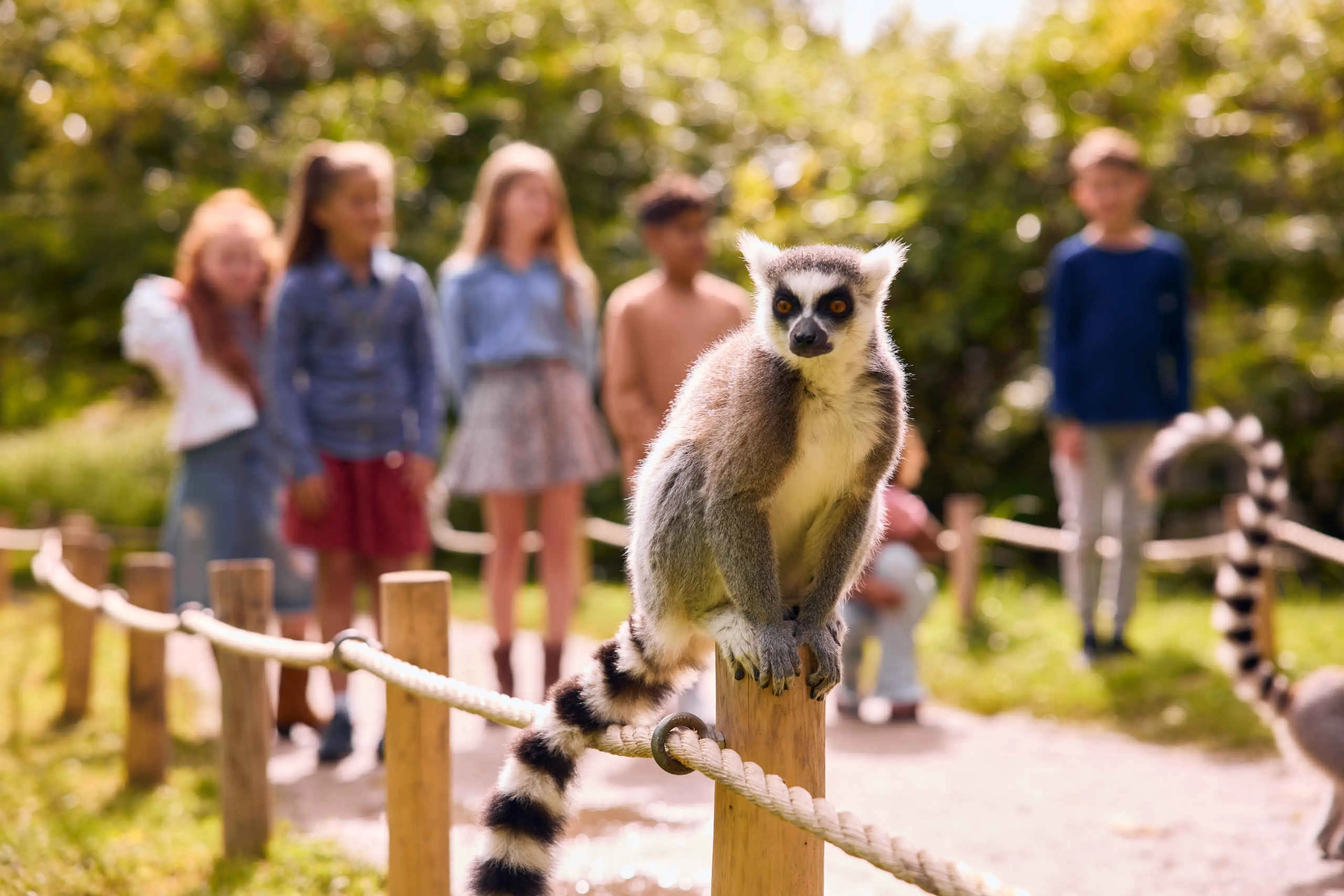 Ringstaartmaki op paaltje kinderen op de achtergrond AquaZoo Leeuwarden