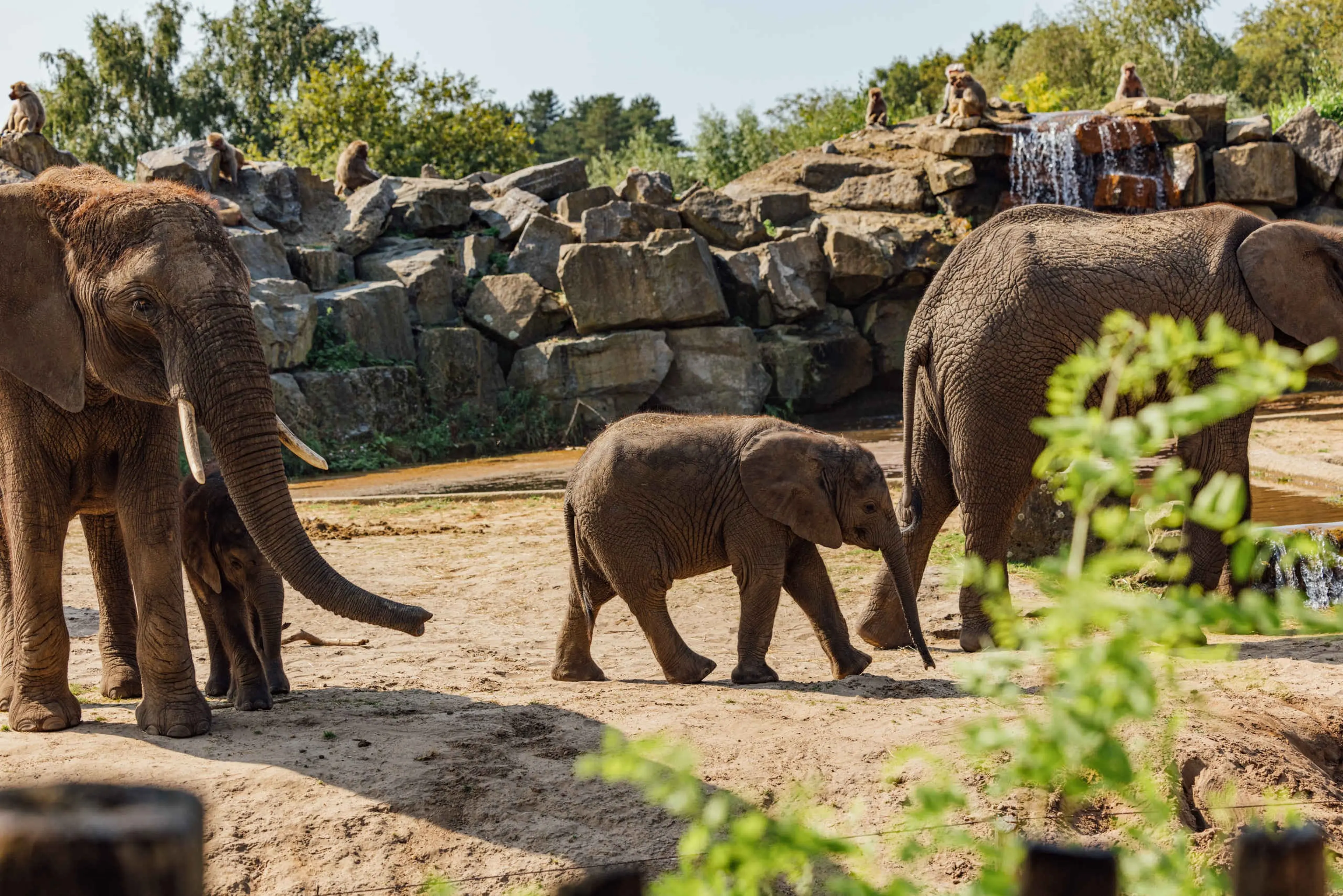 Kleine olifant met gezin in olifantenvallei gespiegeld in Safaripark Beekse Bergen