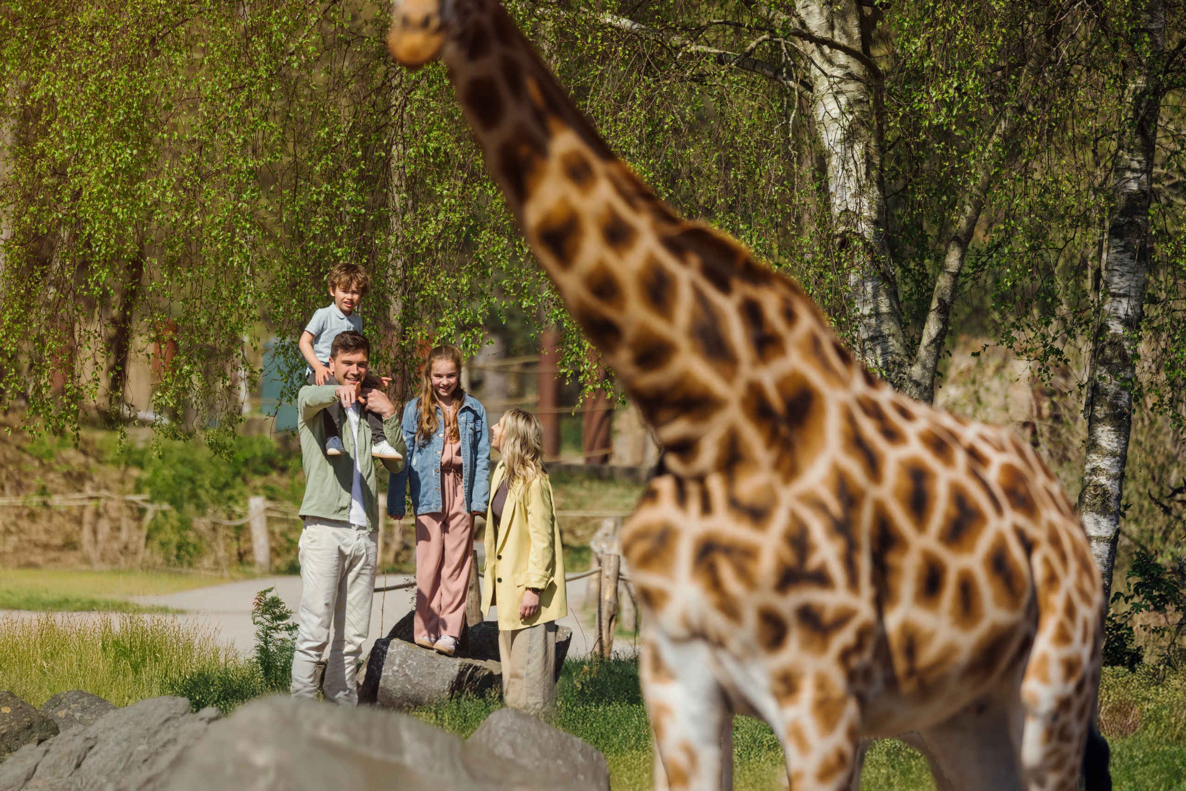 Een gezin kijkt naar een giraf in Safaripark Beekse Bergen.