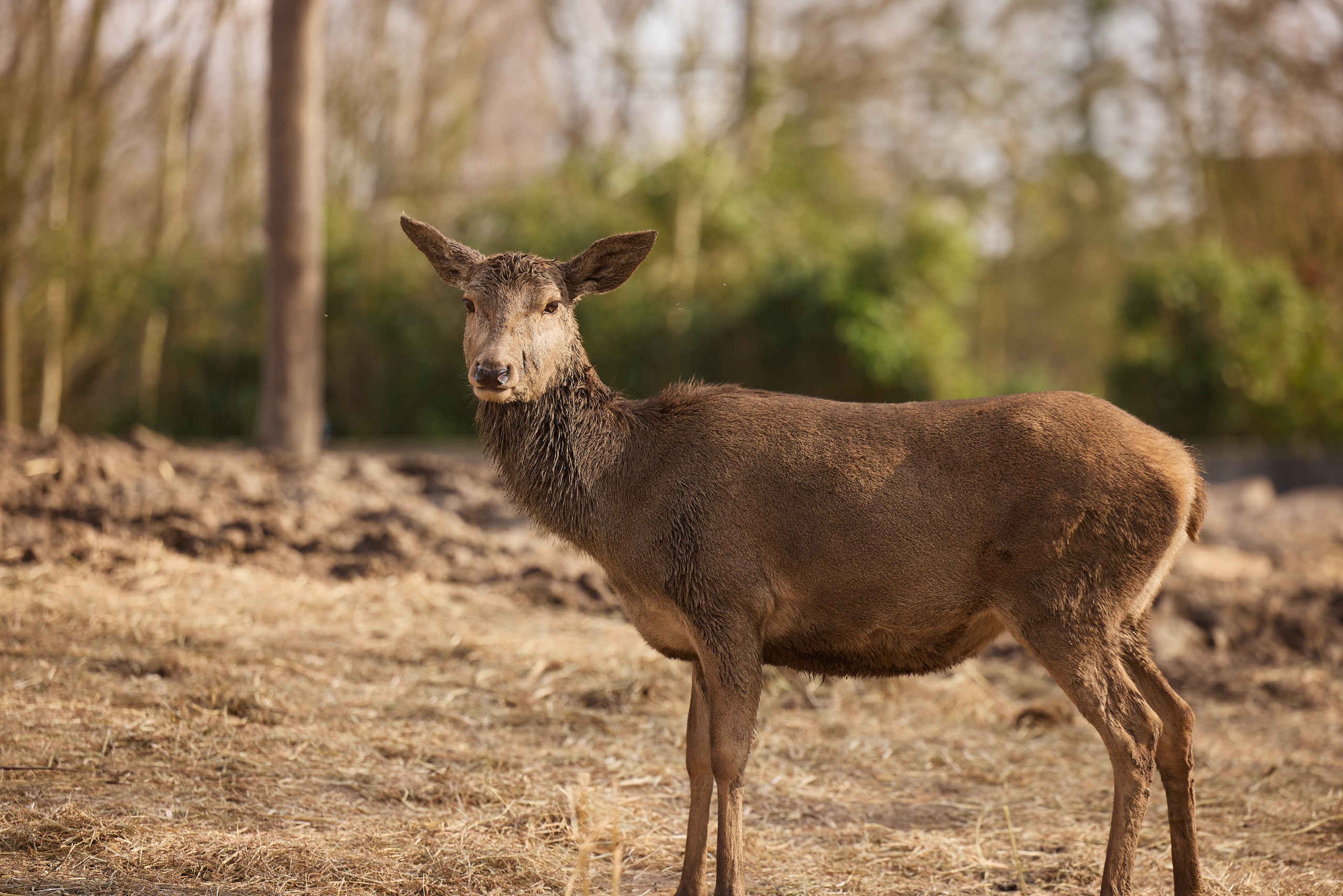 Een edelhert in de zon bij Eindhoven Zoo.