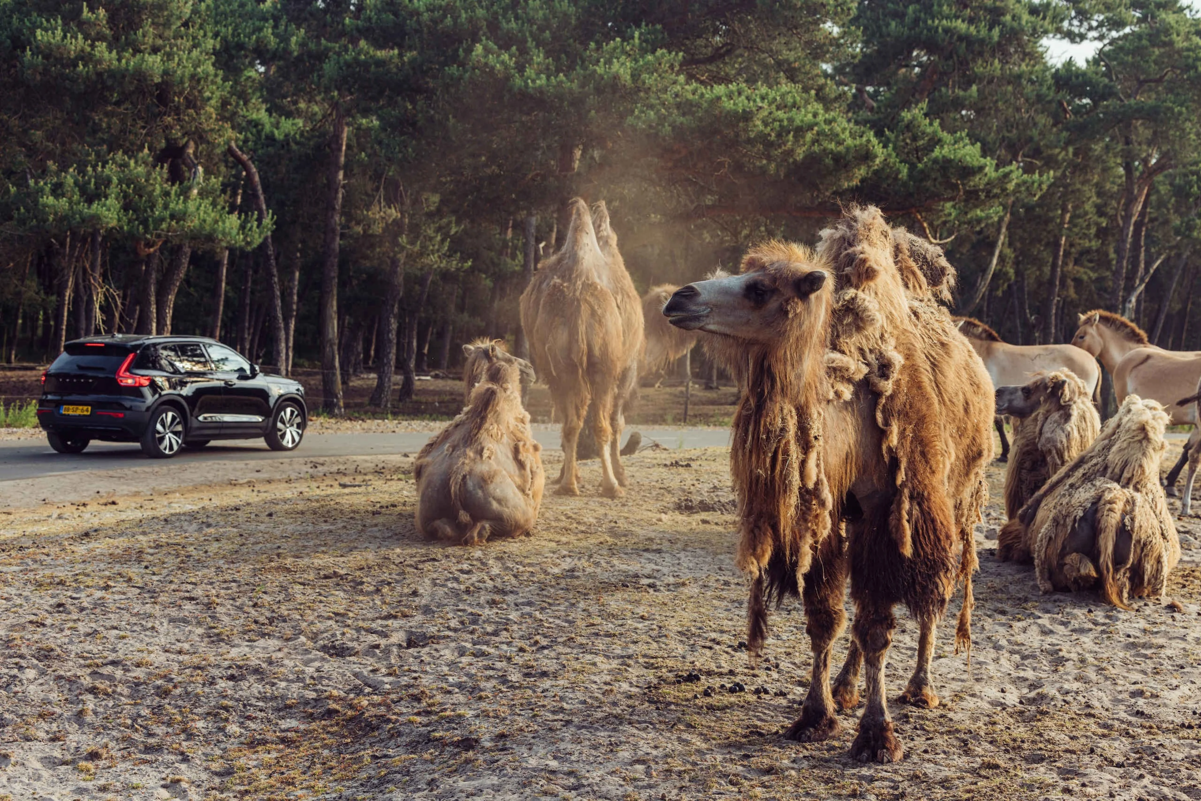 Autosafari tussen de kamelen op de savanne in Safaripark Beekse Bergen