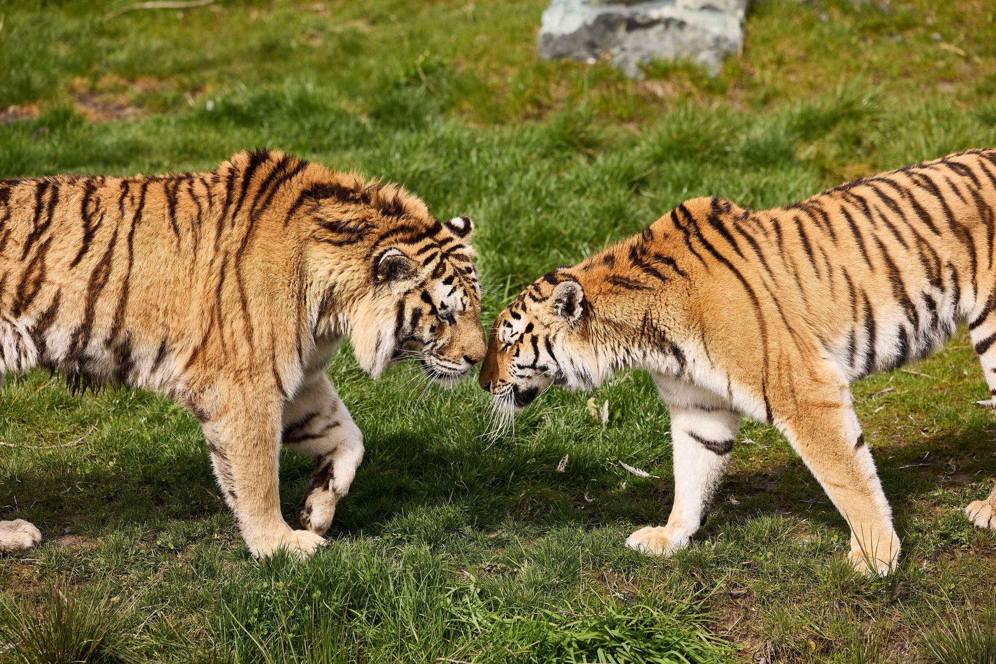 Tijgers met koppen bij elkaar close-up AquaZoo Leeuwarden