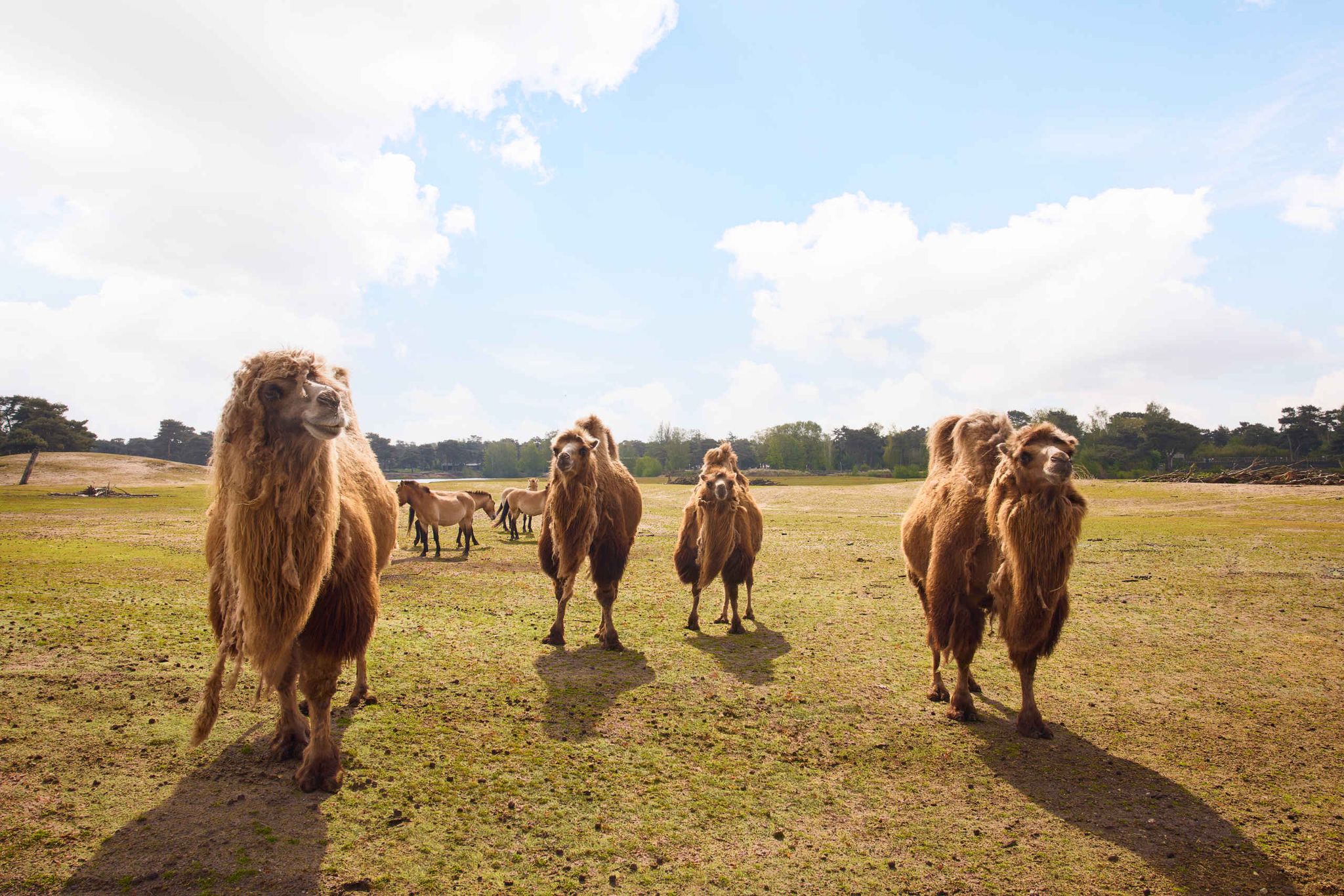 Een kamelen groep langs de autosafari op de savanne in Safaripark Beekse Bergen