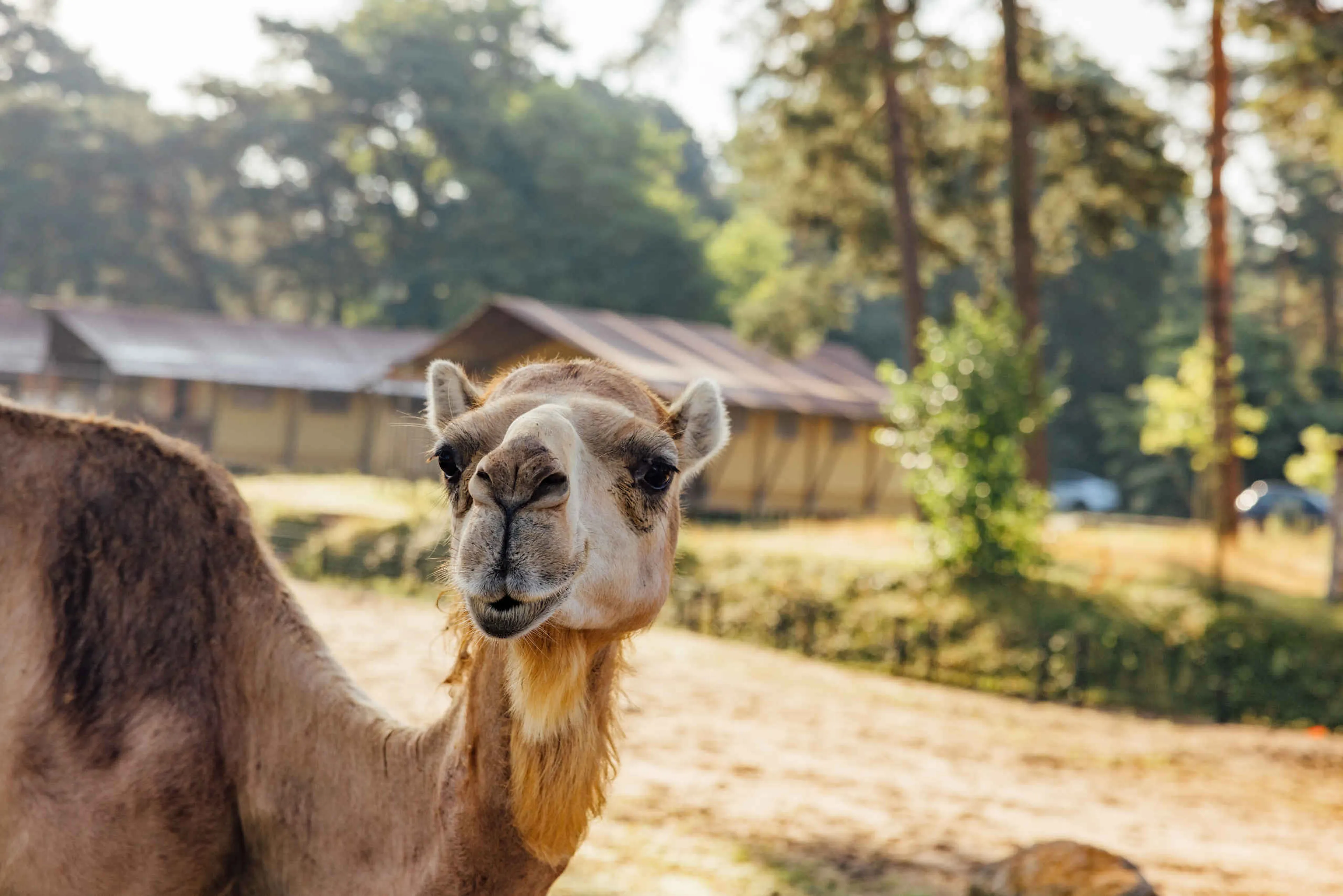 Dromedaris op de savanne bij de Safaritenten op Safari Resort Beekse Bergen