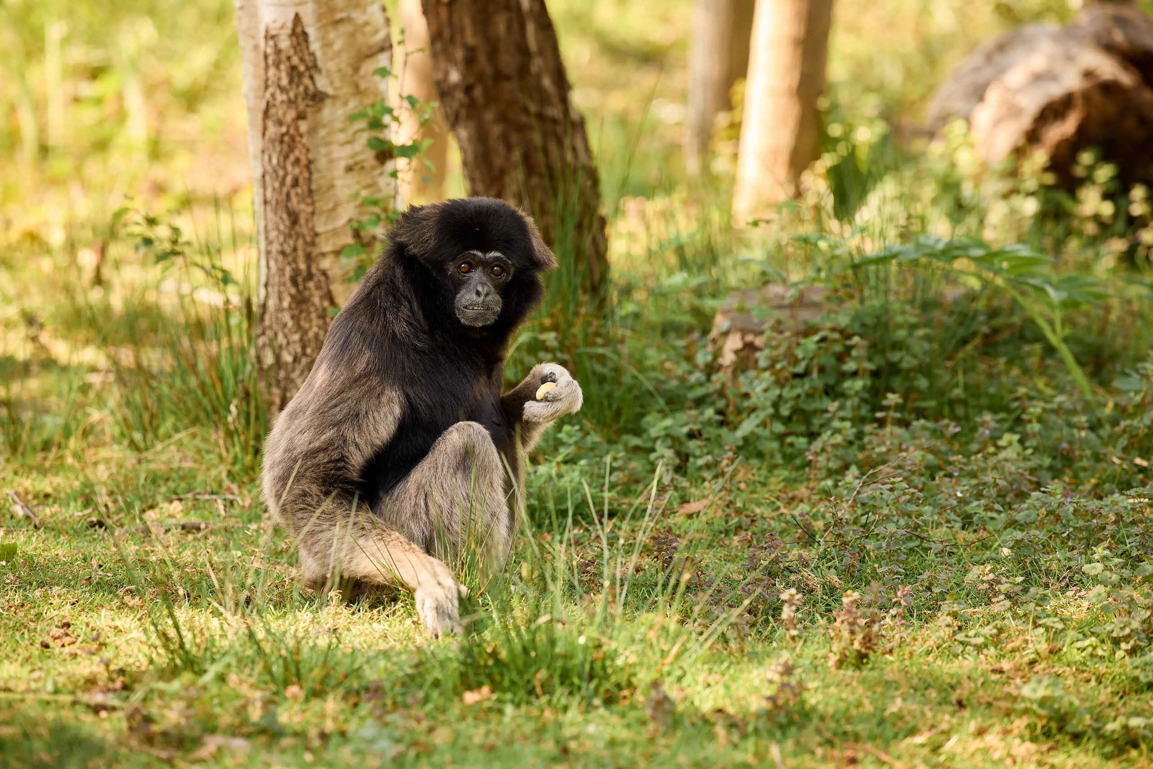 Gibbon in het gras close up AquaZoo Leeuwarden