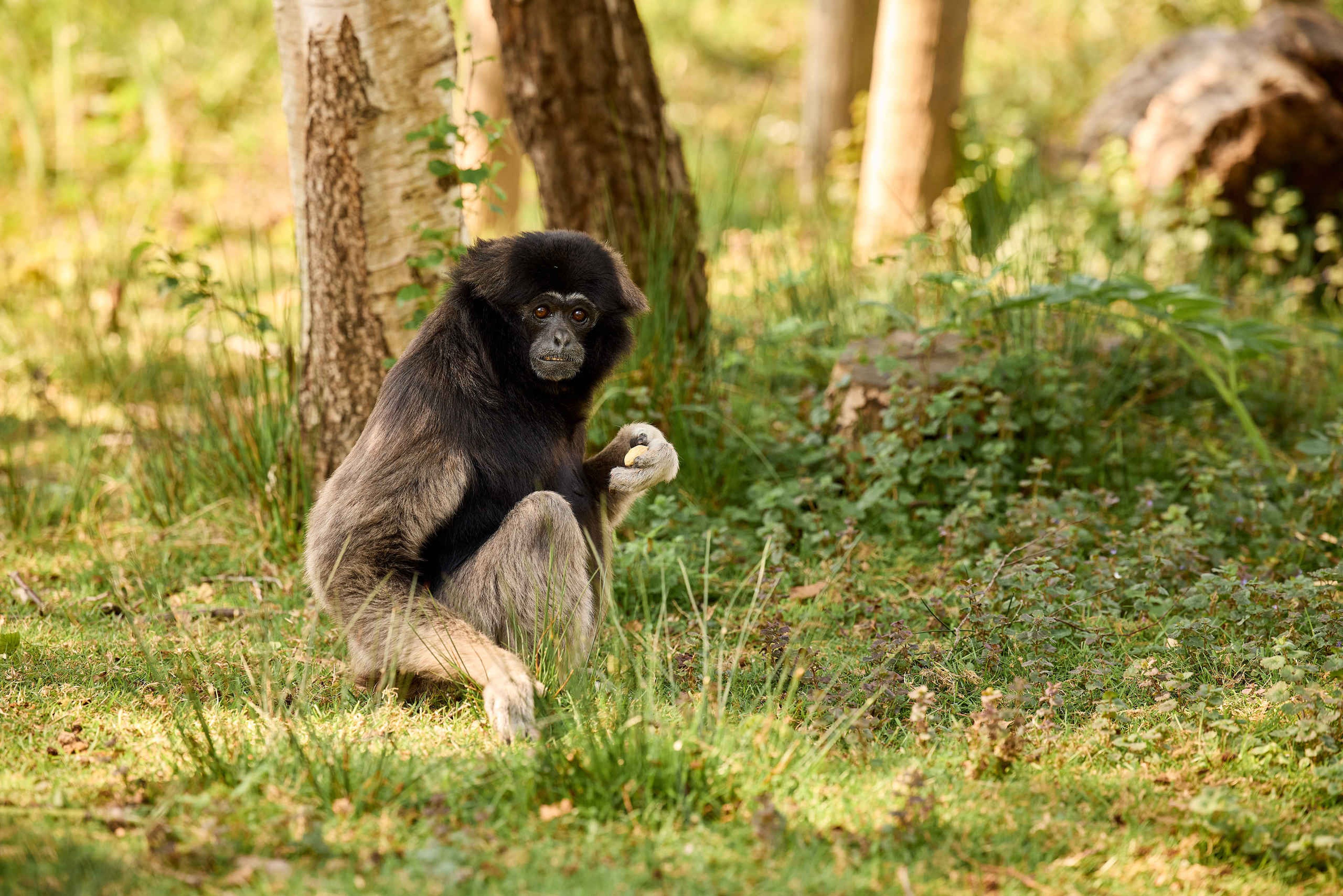 Gibbon in het gras close up AquaZoo Leeuwarden