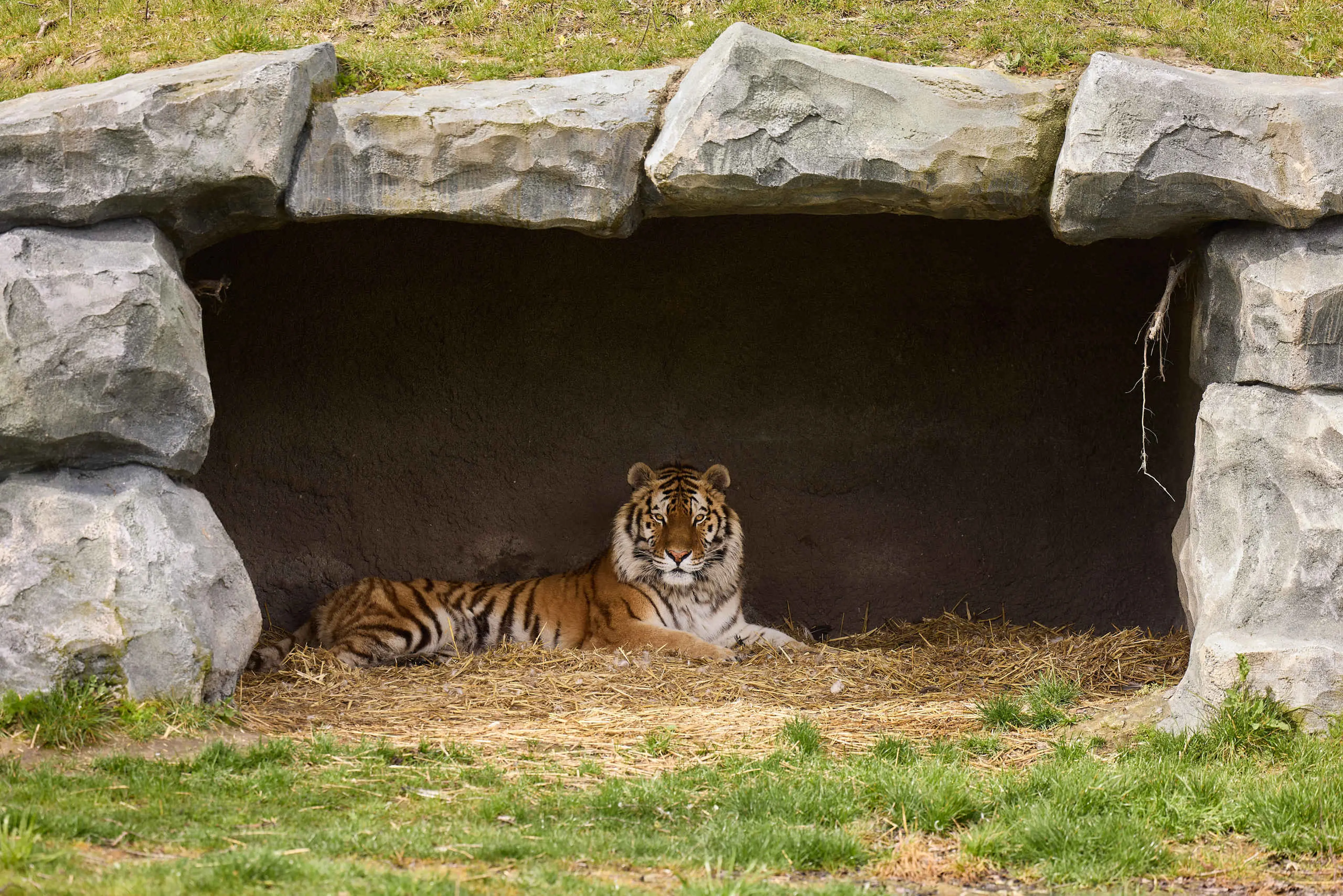Tijger ligt in de grot in AquaZoo Leeuwarden