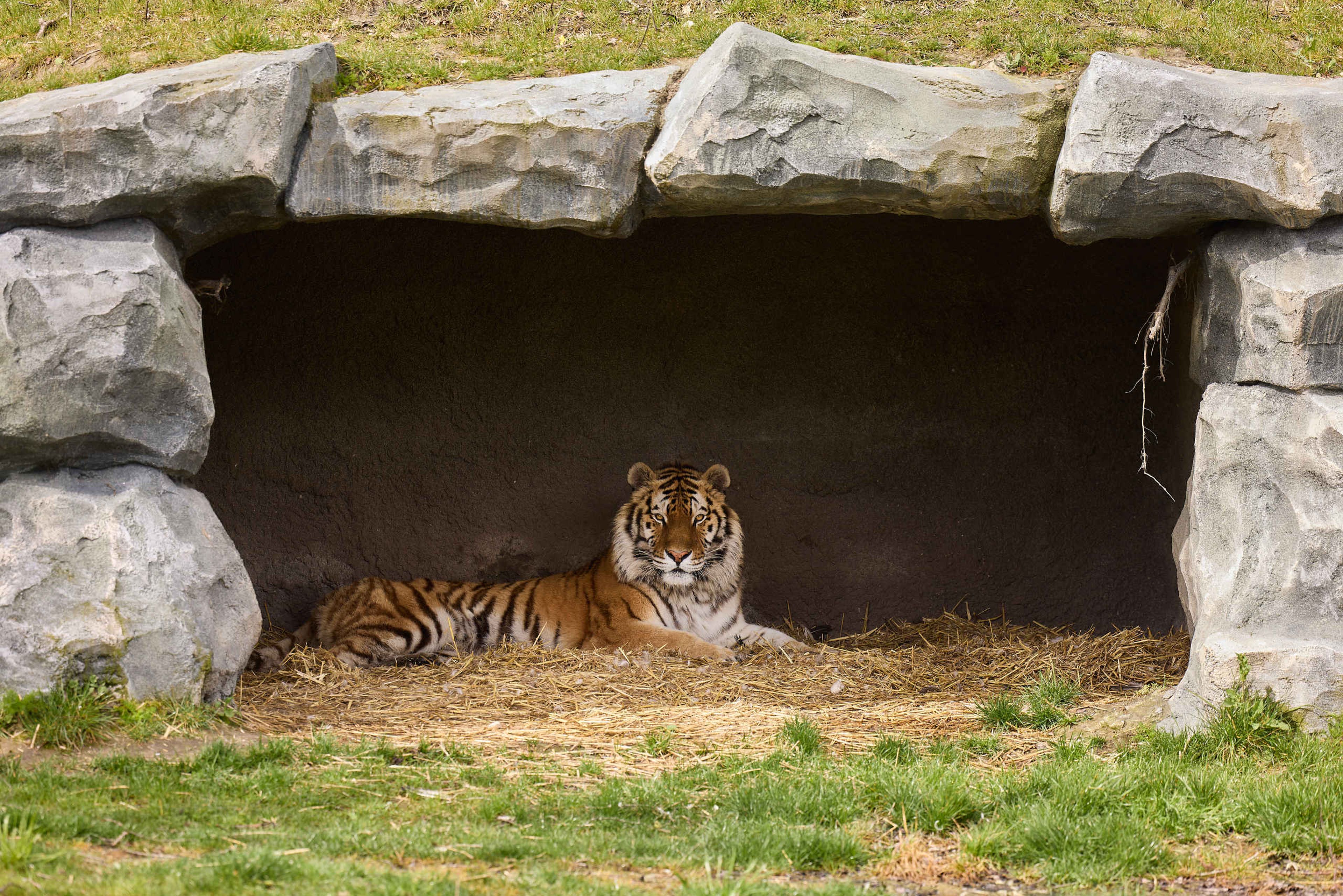 Tijger ligt in de grot in AquaZoo Leeuwarden