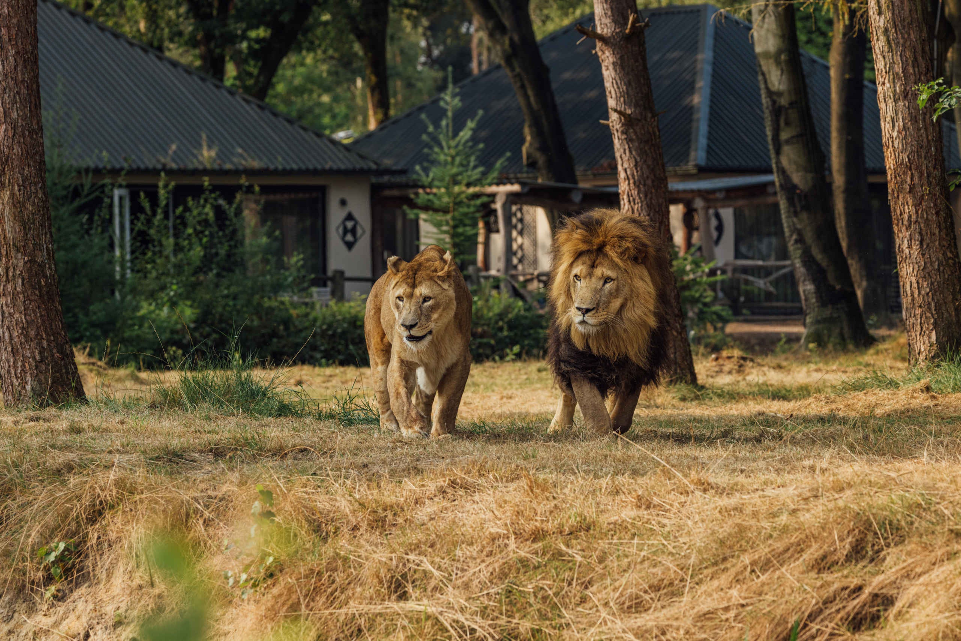 Twee leeuwen met op de achtergrond accommodaties van het Safari Resort Beekse Bergen