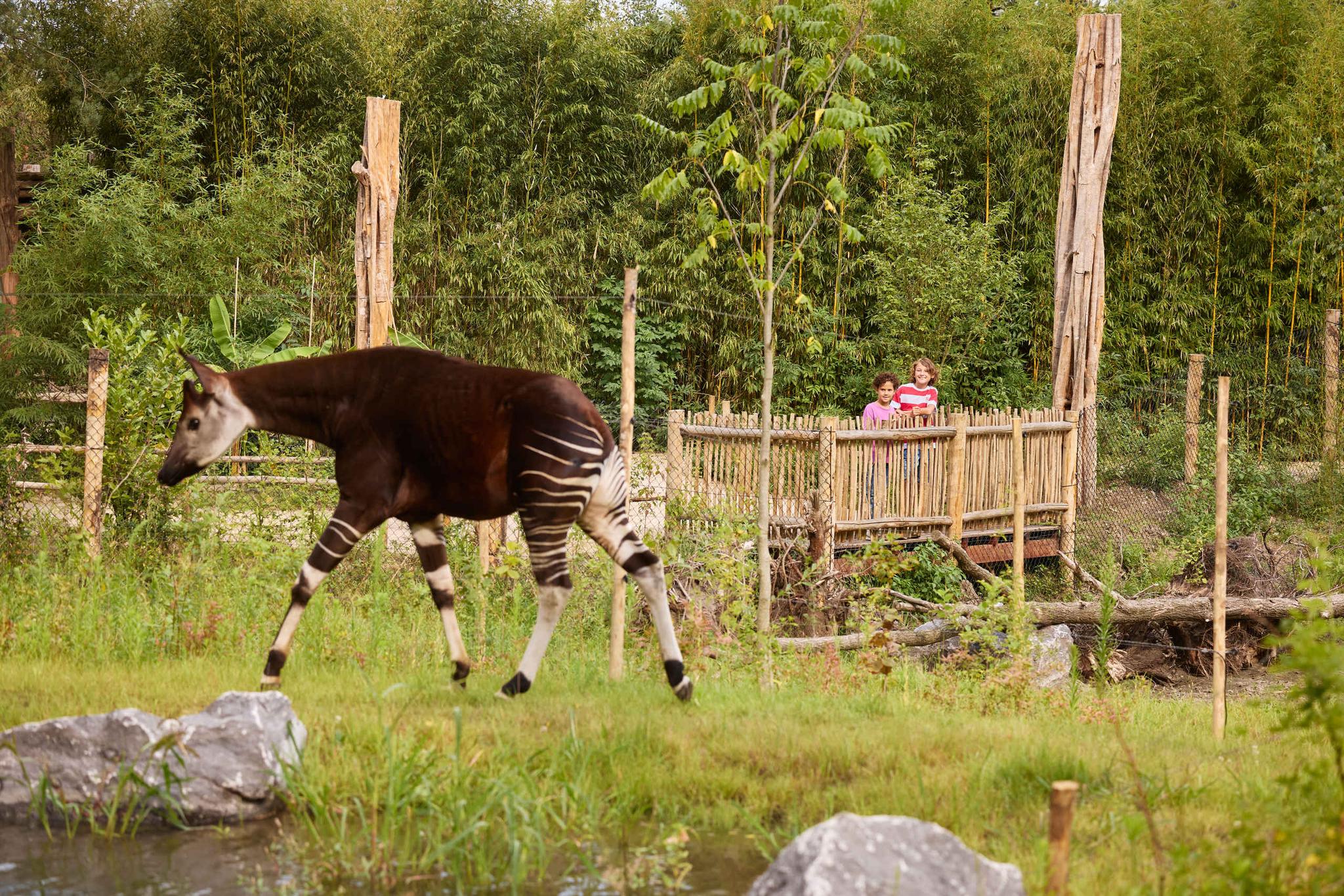 Een okapi loopt door zijn verblijf terwijl kinderen toekijken vanaf het uitkijkpunt in ZooParc Overloon