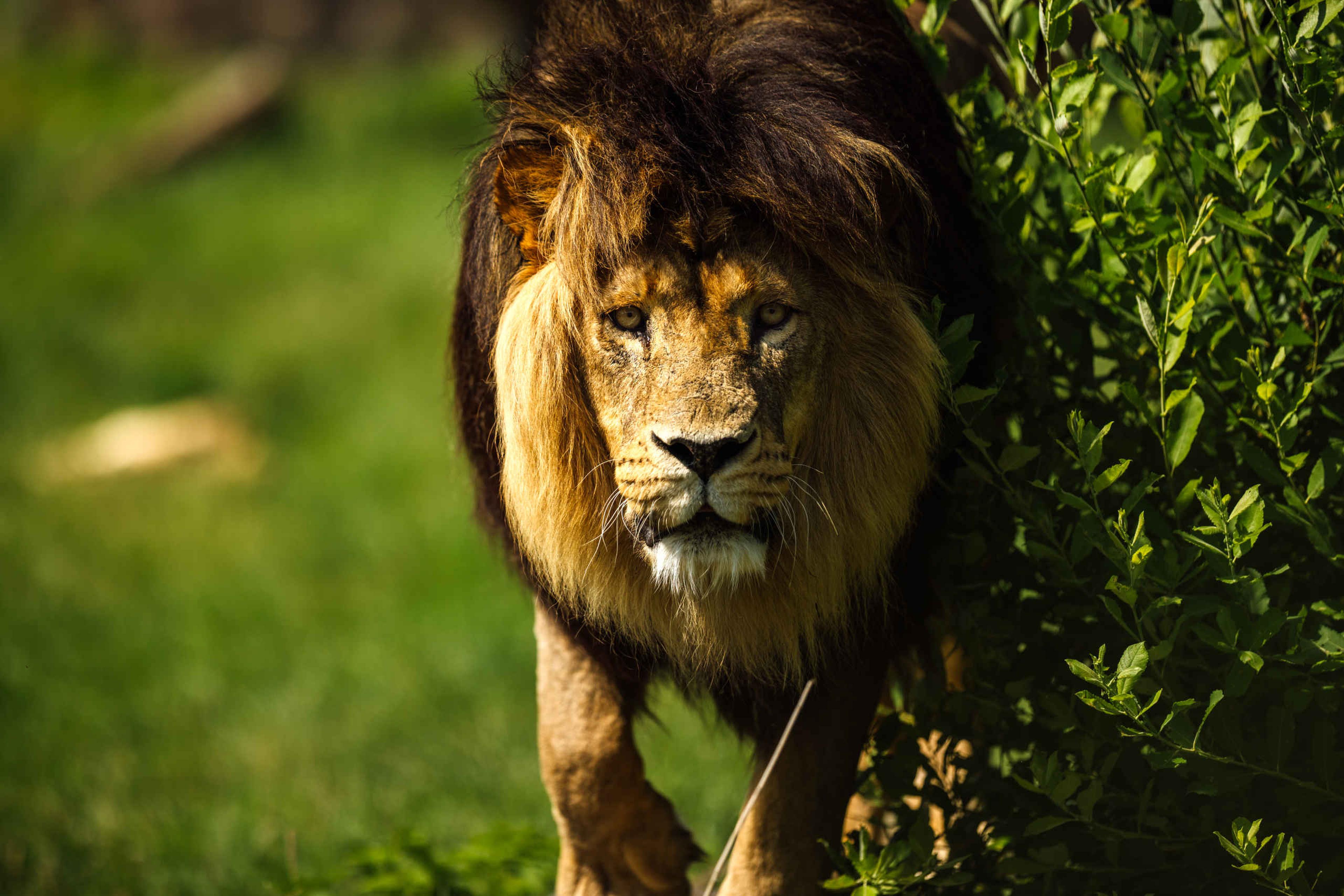 Afrikaanse leeuw in Safaripark Beekse Bergen Kasteel Steenenburg