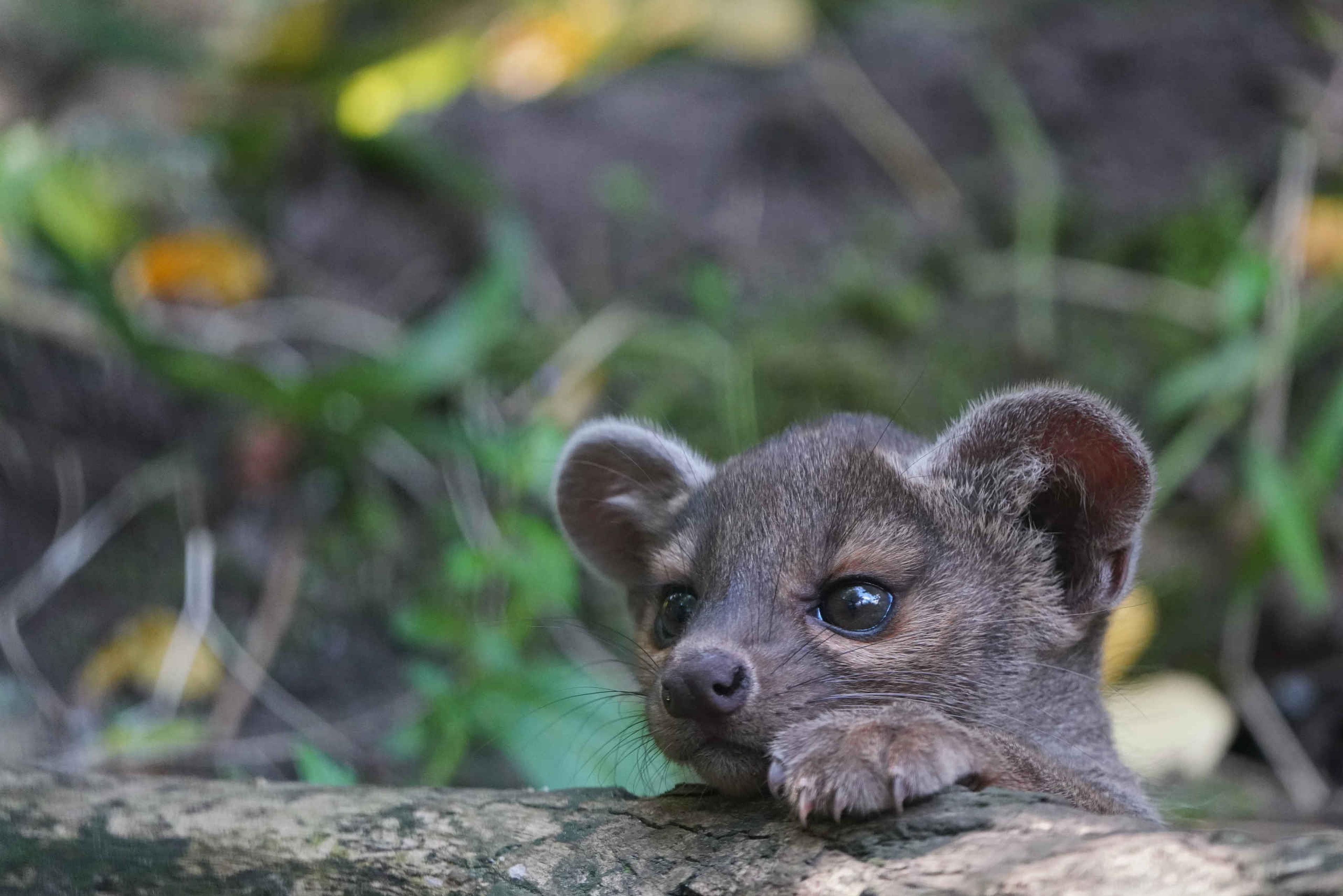 Een jonge fossa kijkt voorzichtig over een boomstam bij ZooParc Overloon.