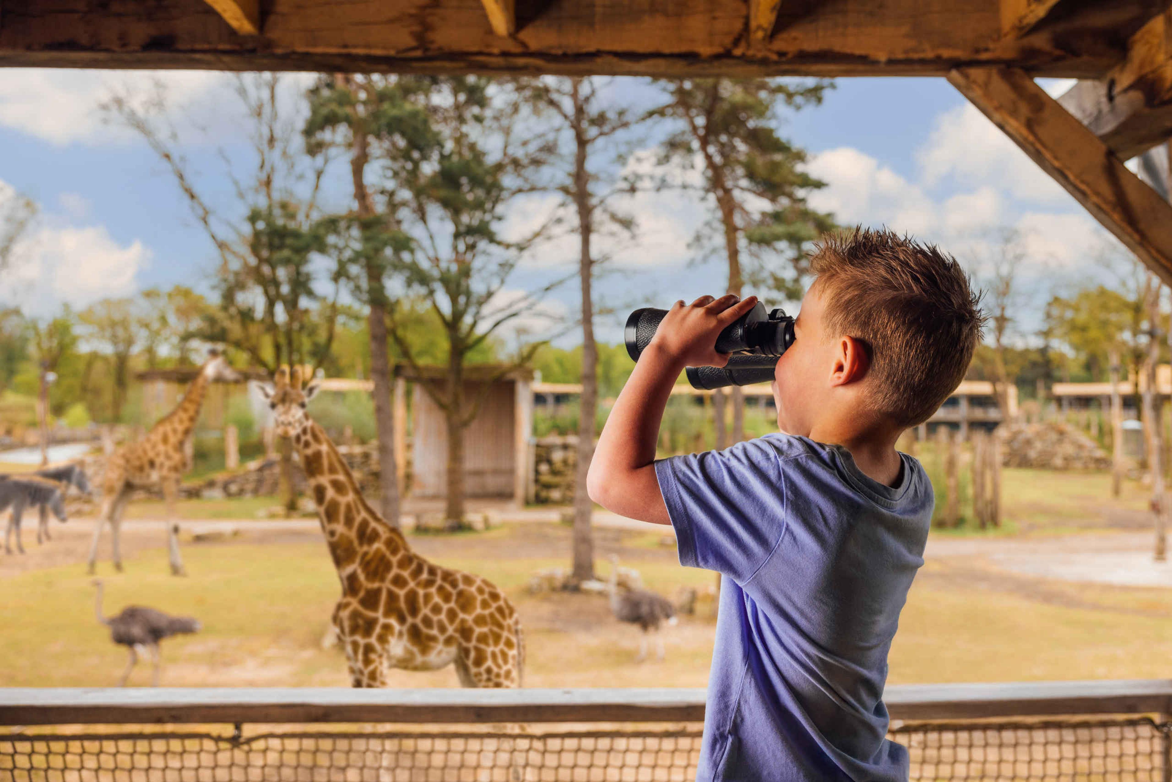Een jongen kijkt met een verrekijker naar de giraffes op de savanne bij Safari Hotel Beekse Bergen.