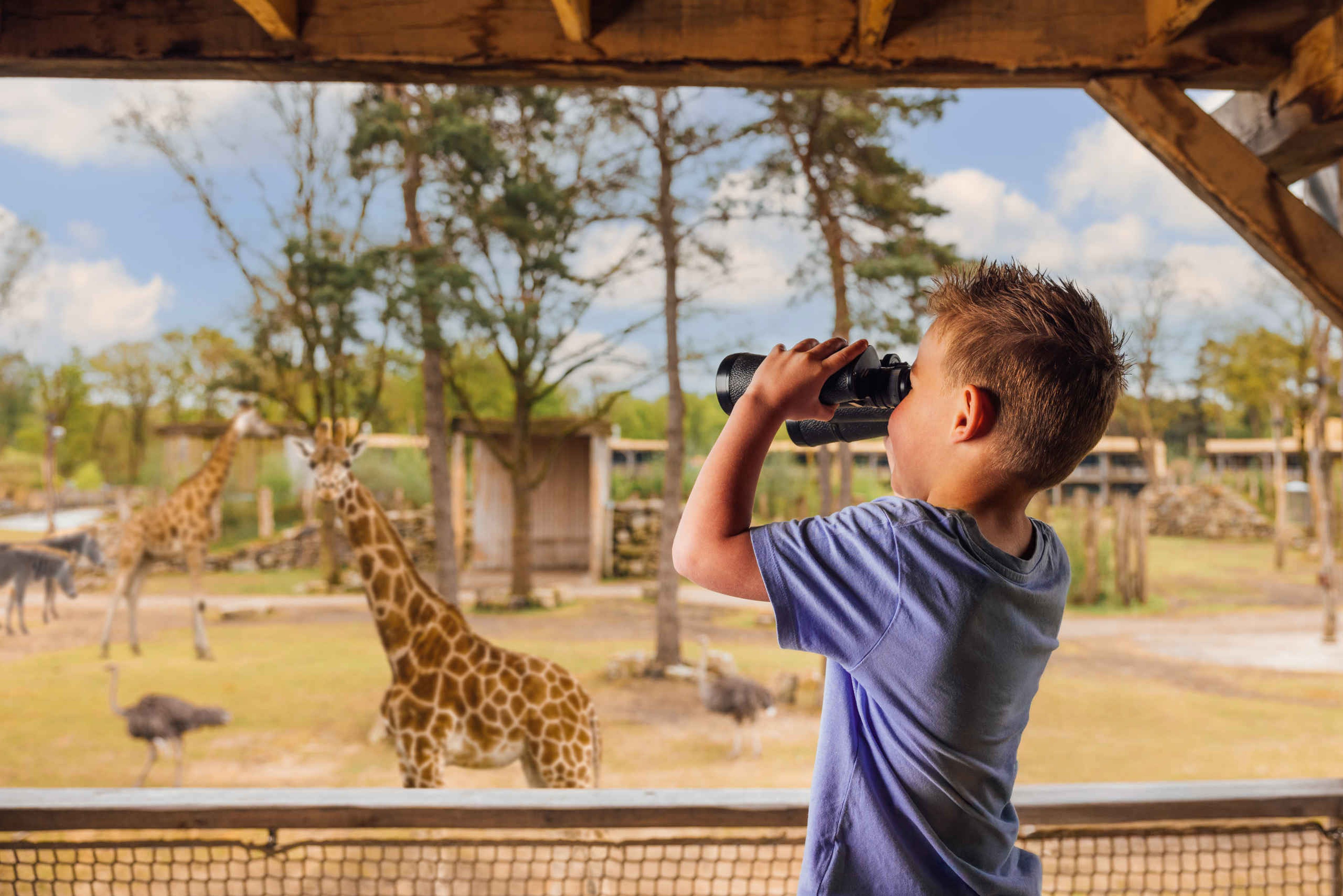 Een jongen kijkt met een verrekijker naar de giraffes op de savanne bij Safari Hotel Beekse Bergen.