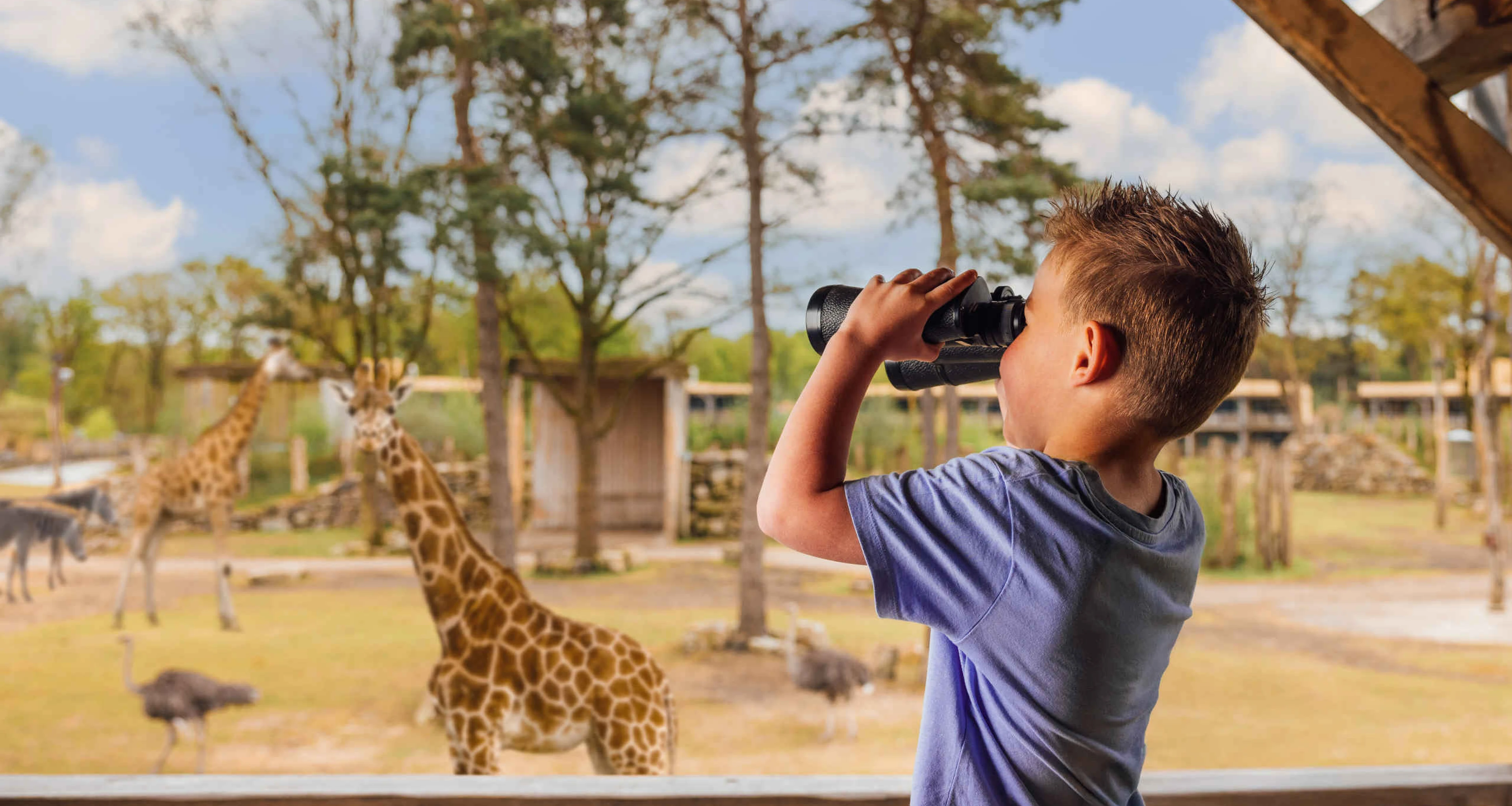Een jongen kijkt met een verrekijker naar de giraffes op de savanne bij Safari Hotel Beekse Bergen.