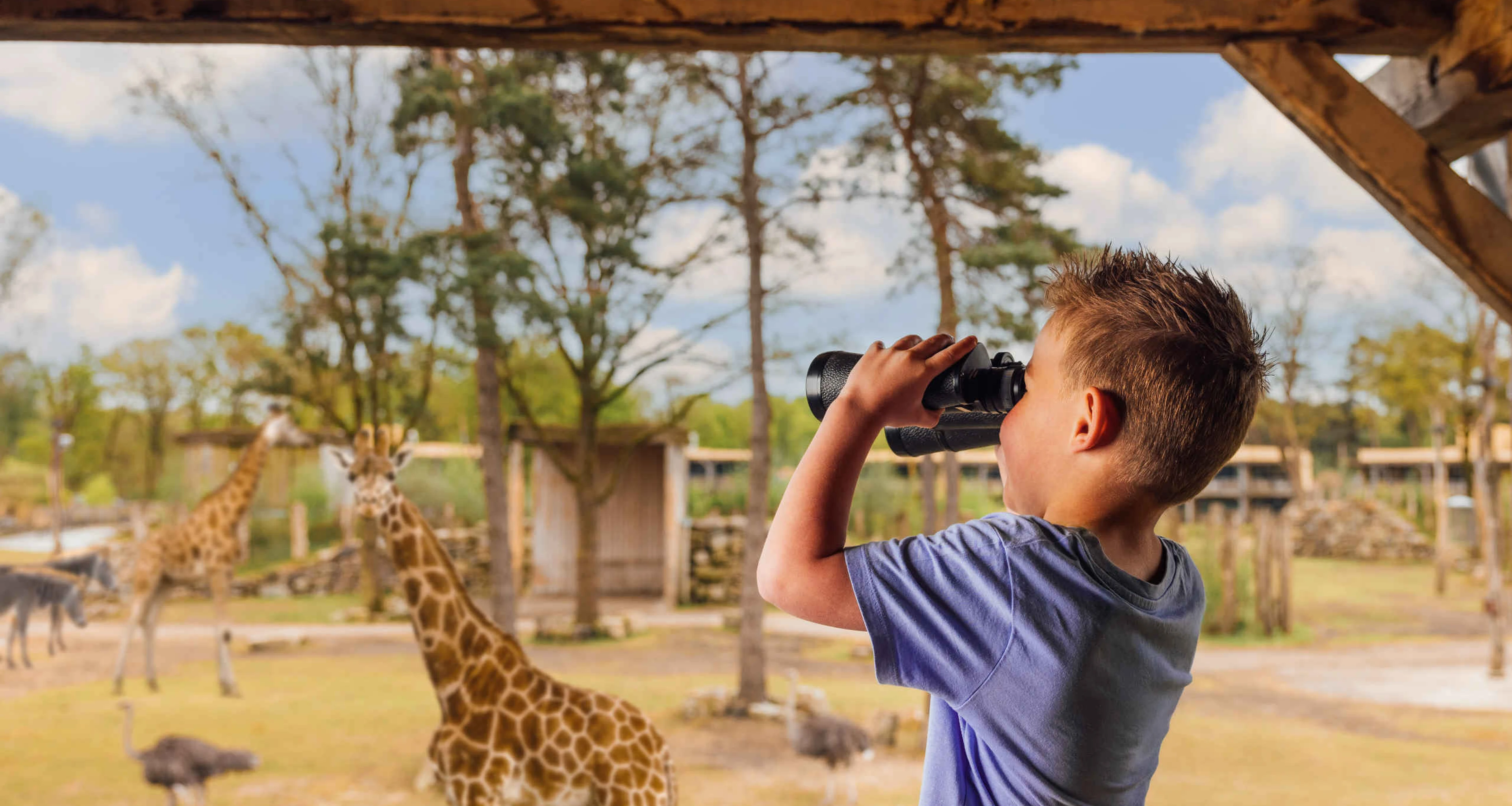 Een jongen kijkt met een verrekijker naar de giraffes op de savanne bij Safari Hotel Beekse Bergen.