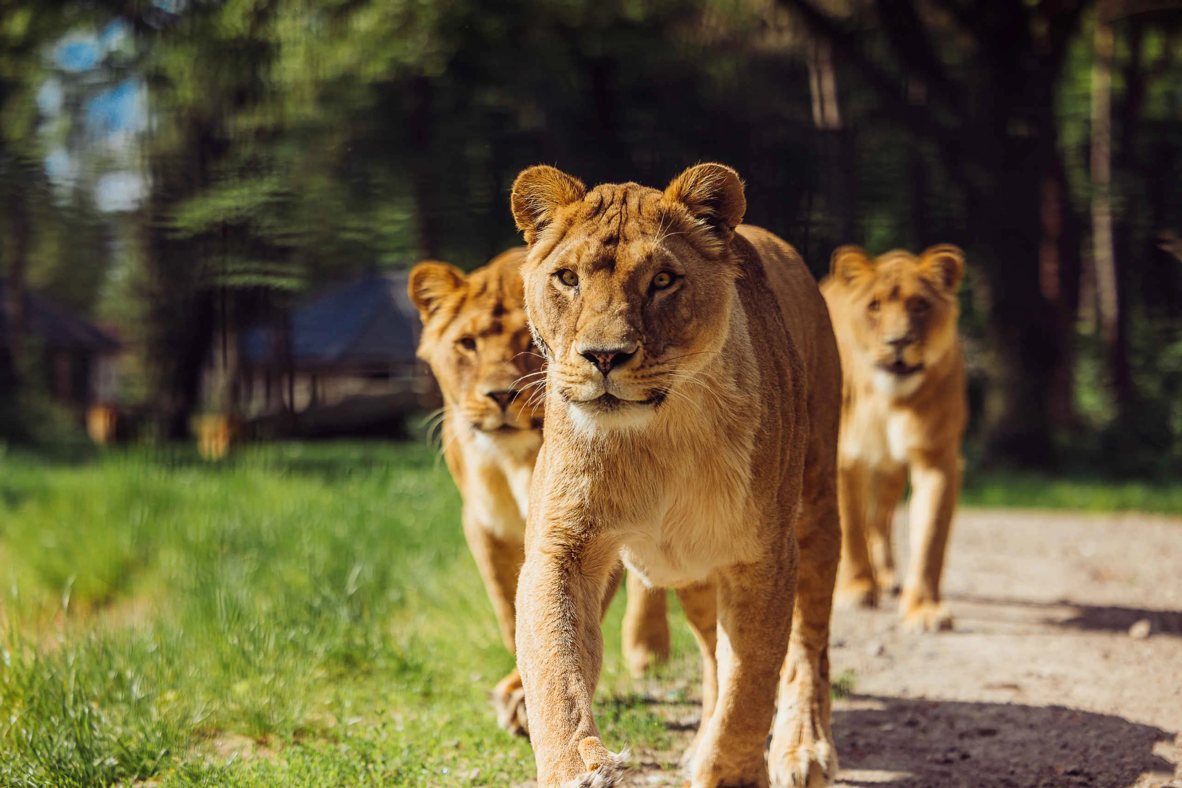 Leeuwinnen lopend buiten in het verblijf in Safaripark Beekse Bergen