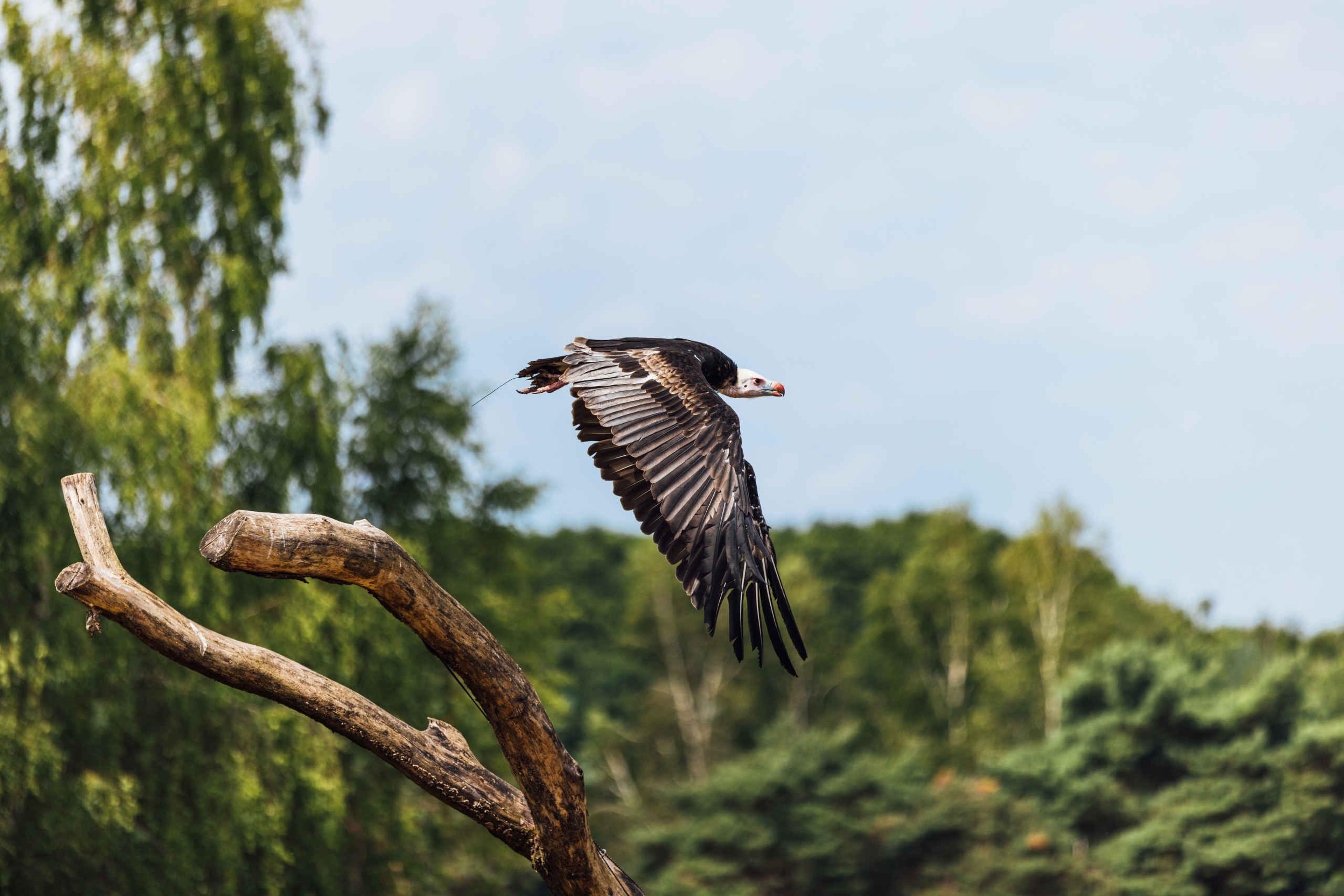 Zomer roofvogelsafari een vogel vliegend in Safaripark Beekse Bergen