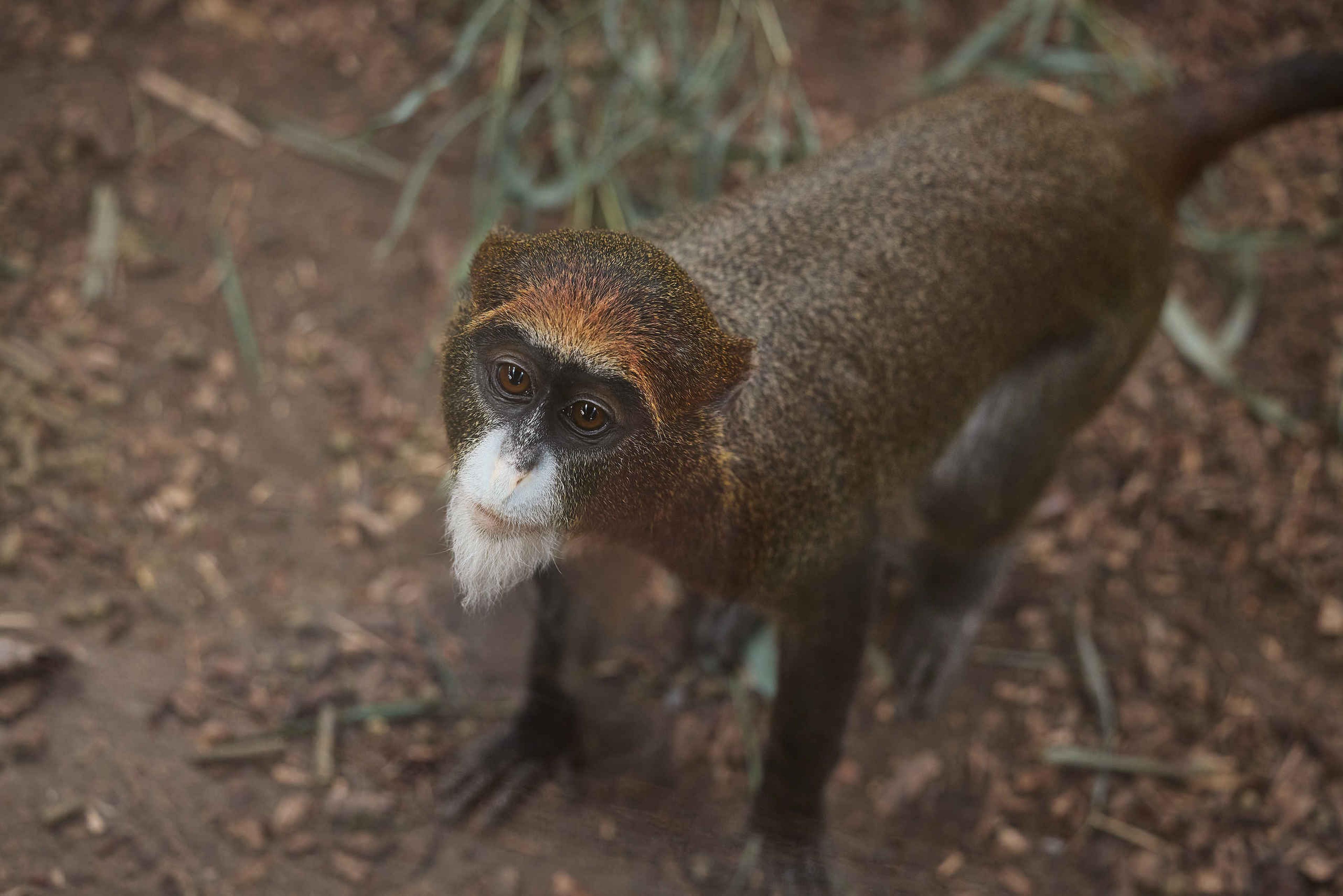 Brazzameerkat ZooParc Overloon Dierentuintickets NL