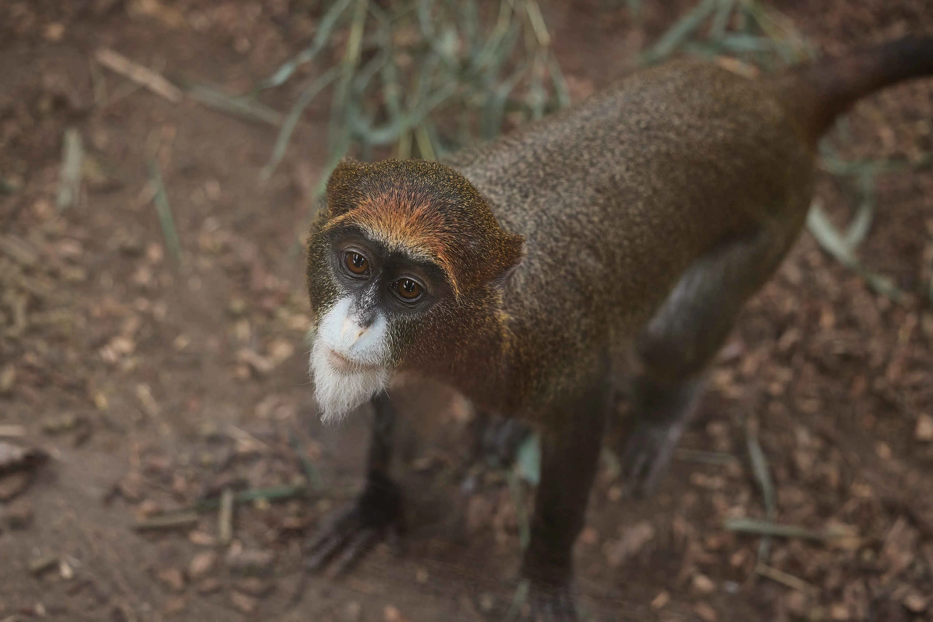 Brazzameerkat ZooParc Overloon Dierentuintickets NL