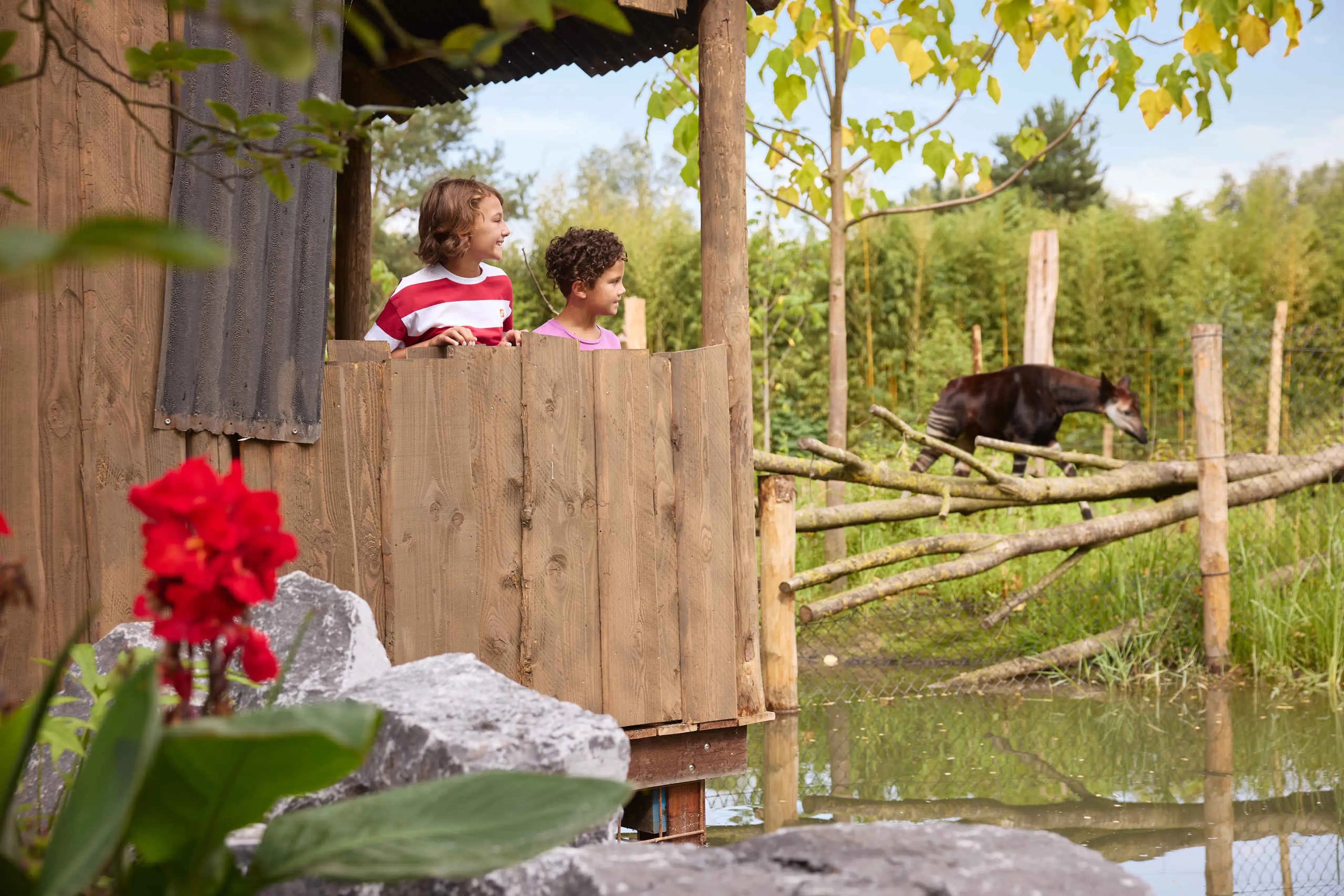 Kinderen kijken naar okapi bij uitkijkpunt in ZooParc Overloon