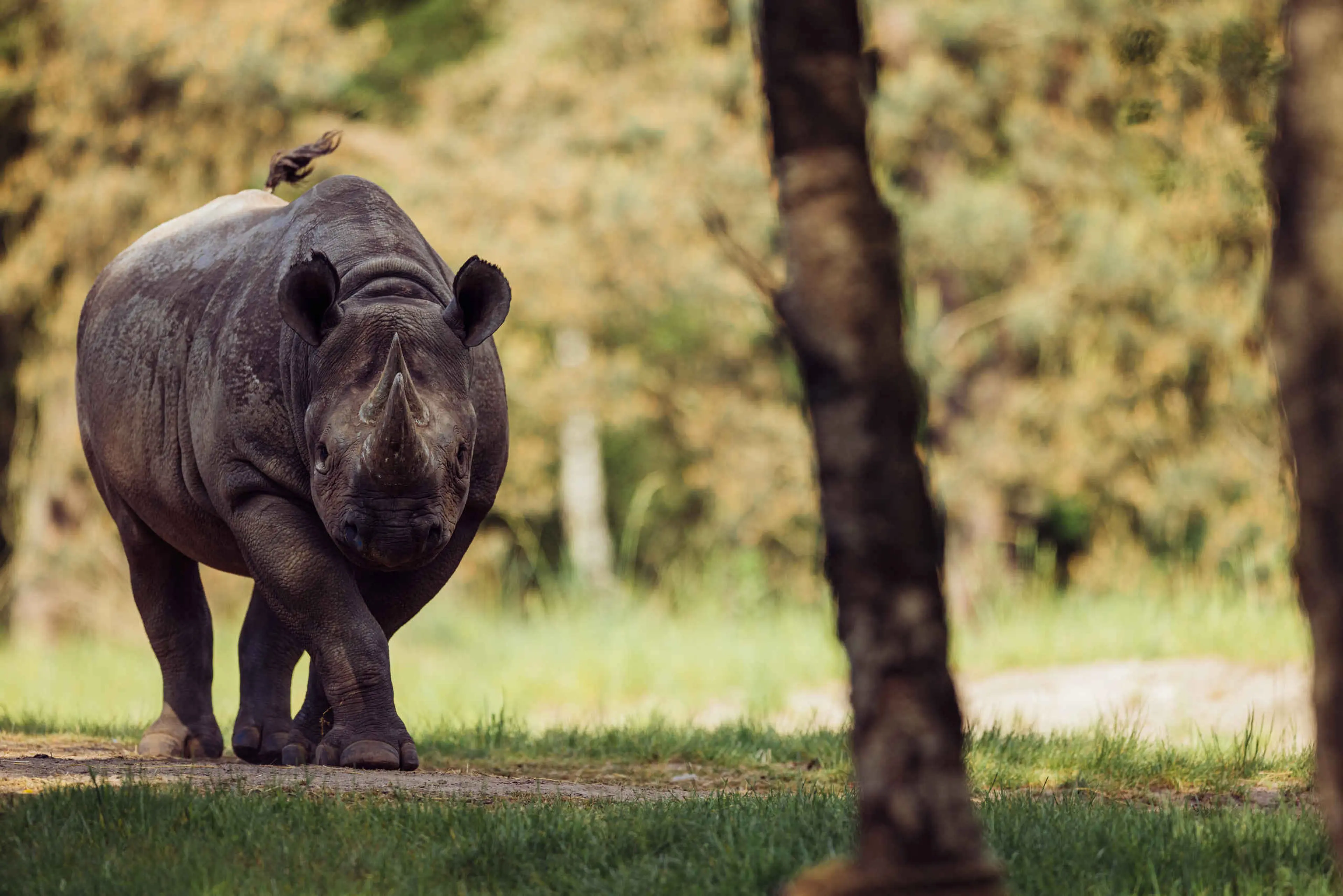 Een puntlipneushoorn loopt over de savanne bij Safaripark Beekse Bergen.