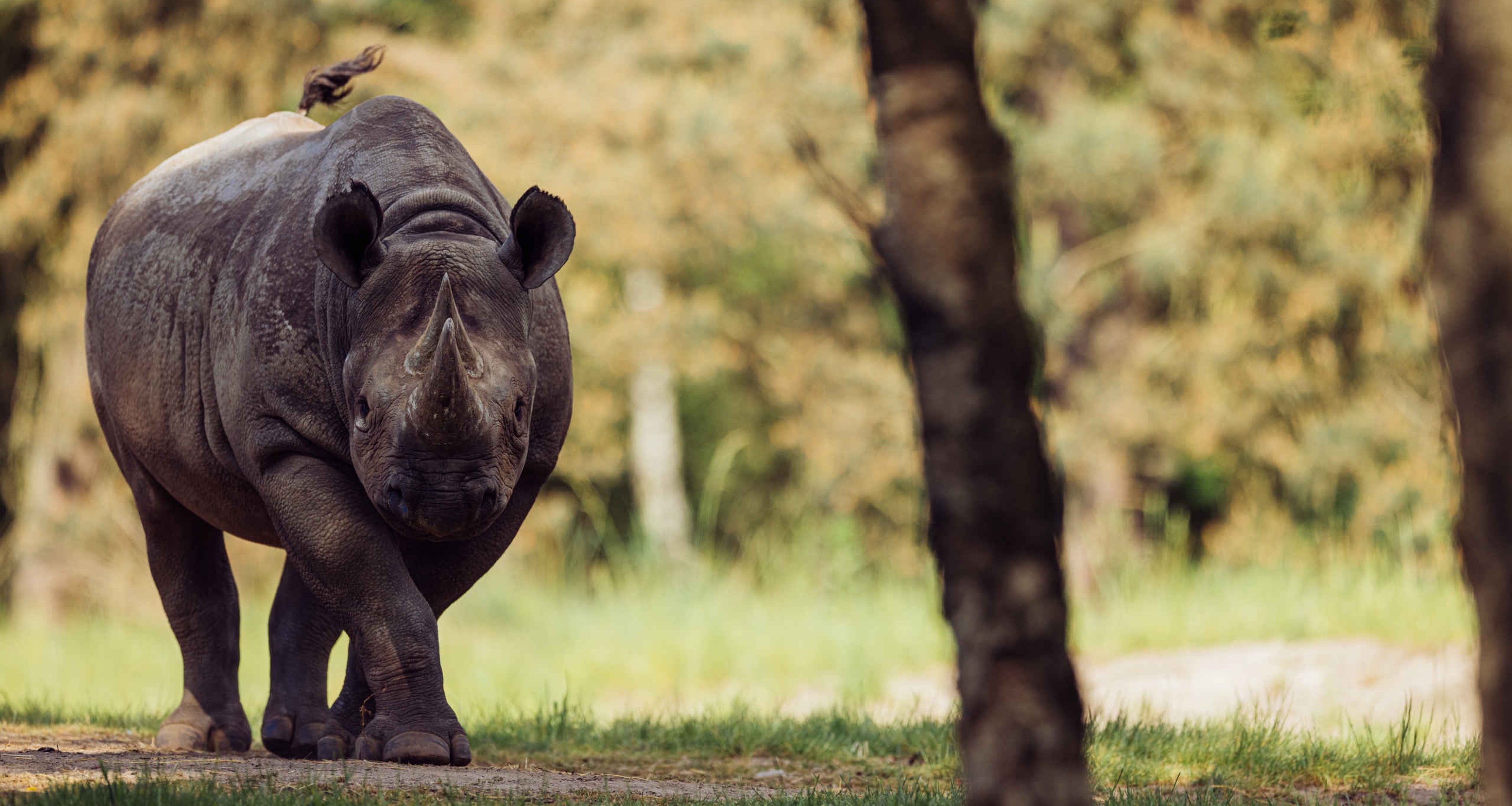 Een puntlipneushoorn loopt over de savanne bij Safaripark Beekse Bergen.