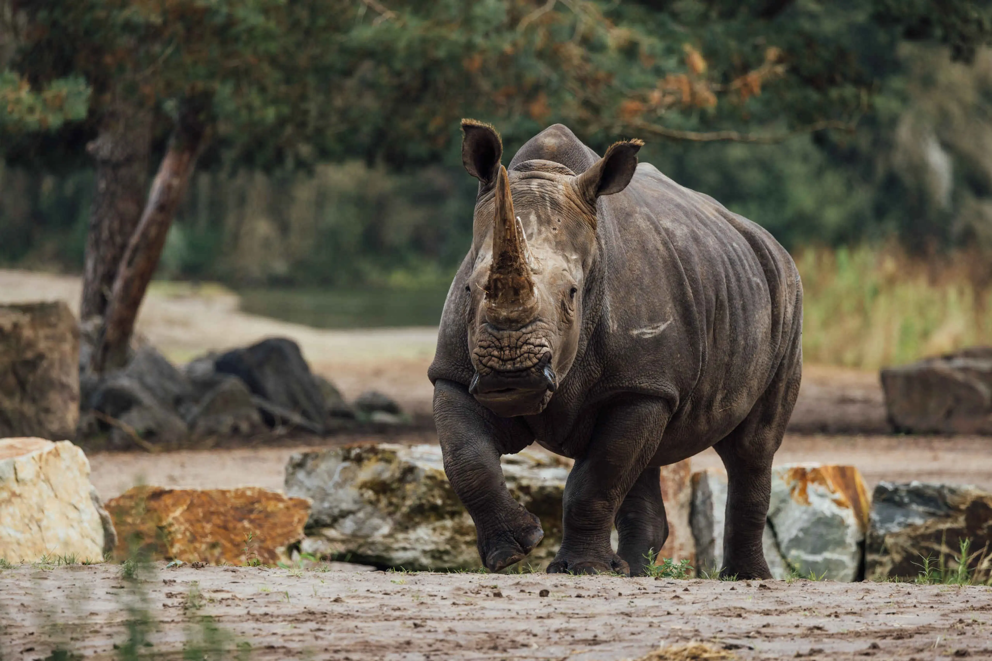 Vooraanzicht van een breedlipneushoorn in Safaripark Beekse Bergen