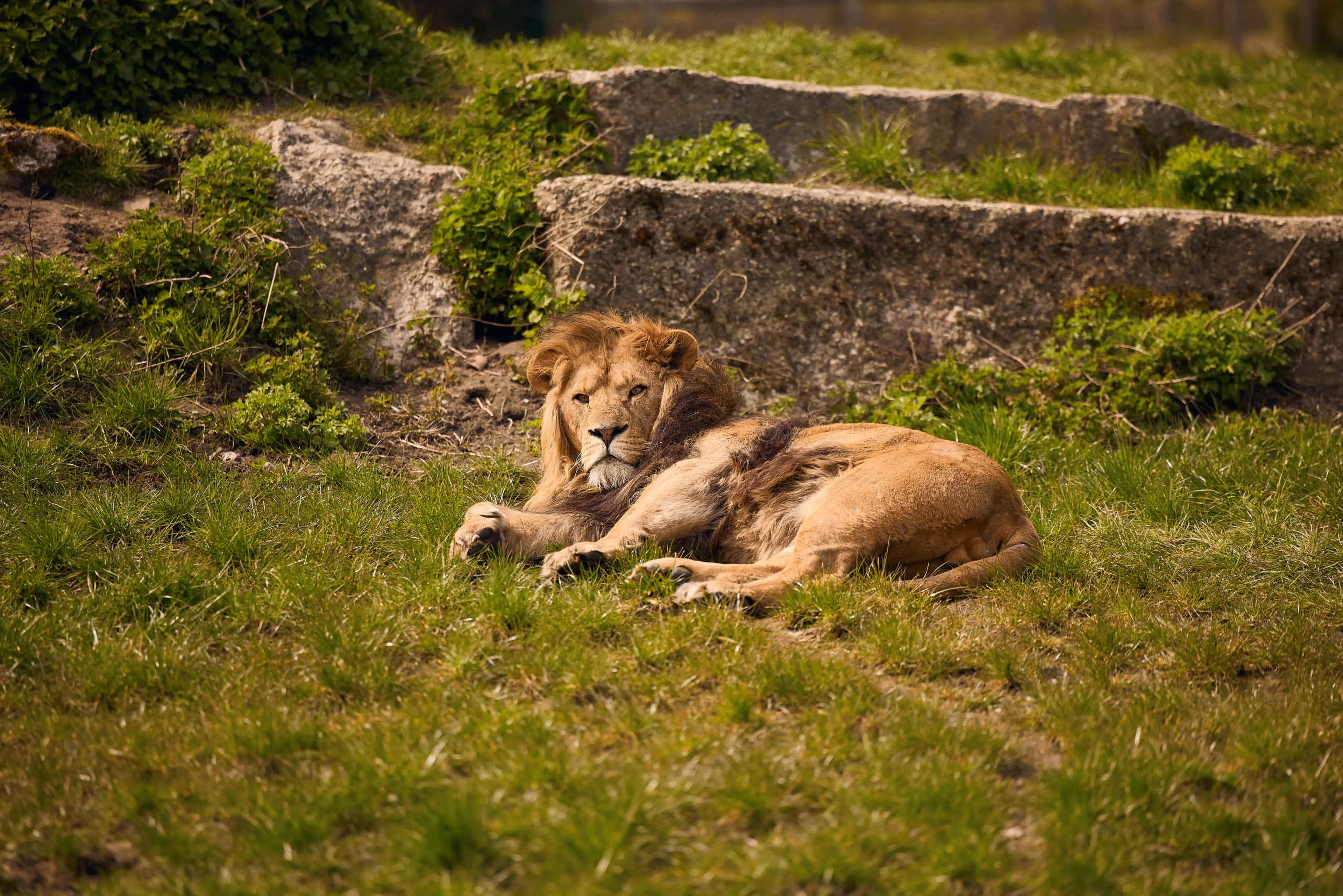 Een Afrikaanse leeuw ligt in het gras bij ZooParc Overloon.