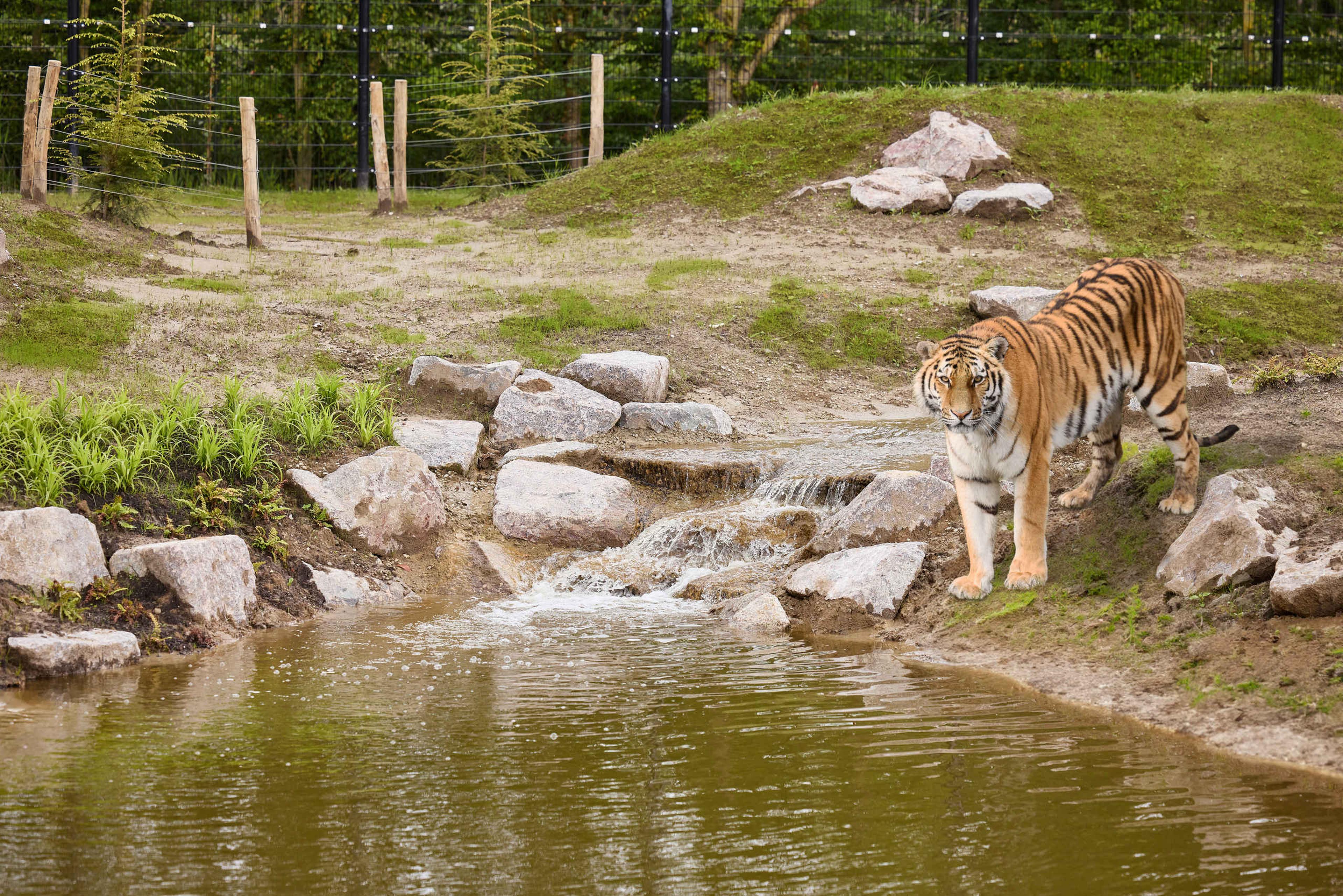 Tijger in de zomer bij Eindhoven Zoo