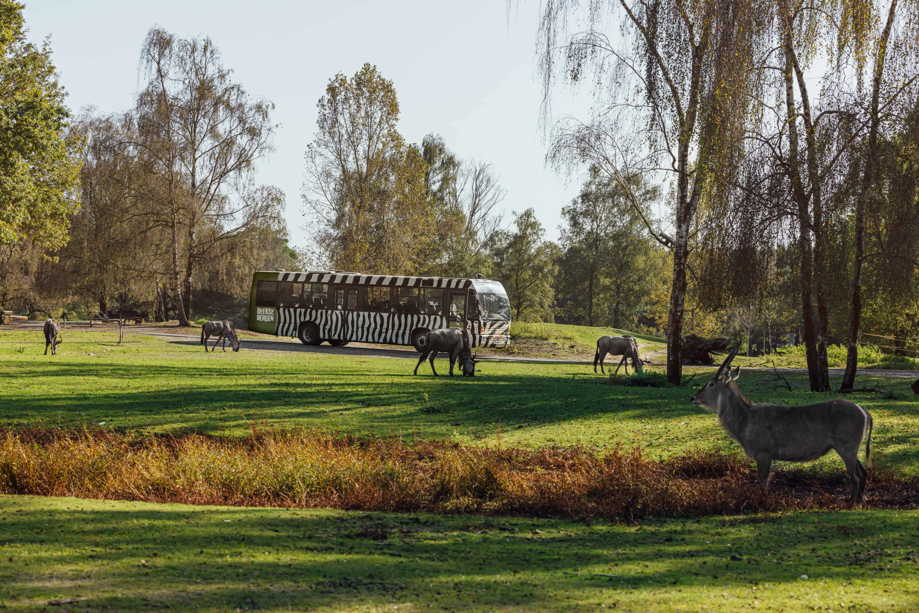Bussafari waterbok gnoe in de natuur bij Safaripark Beekse Bergen