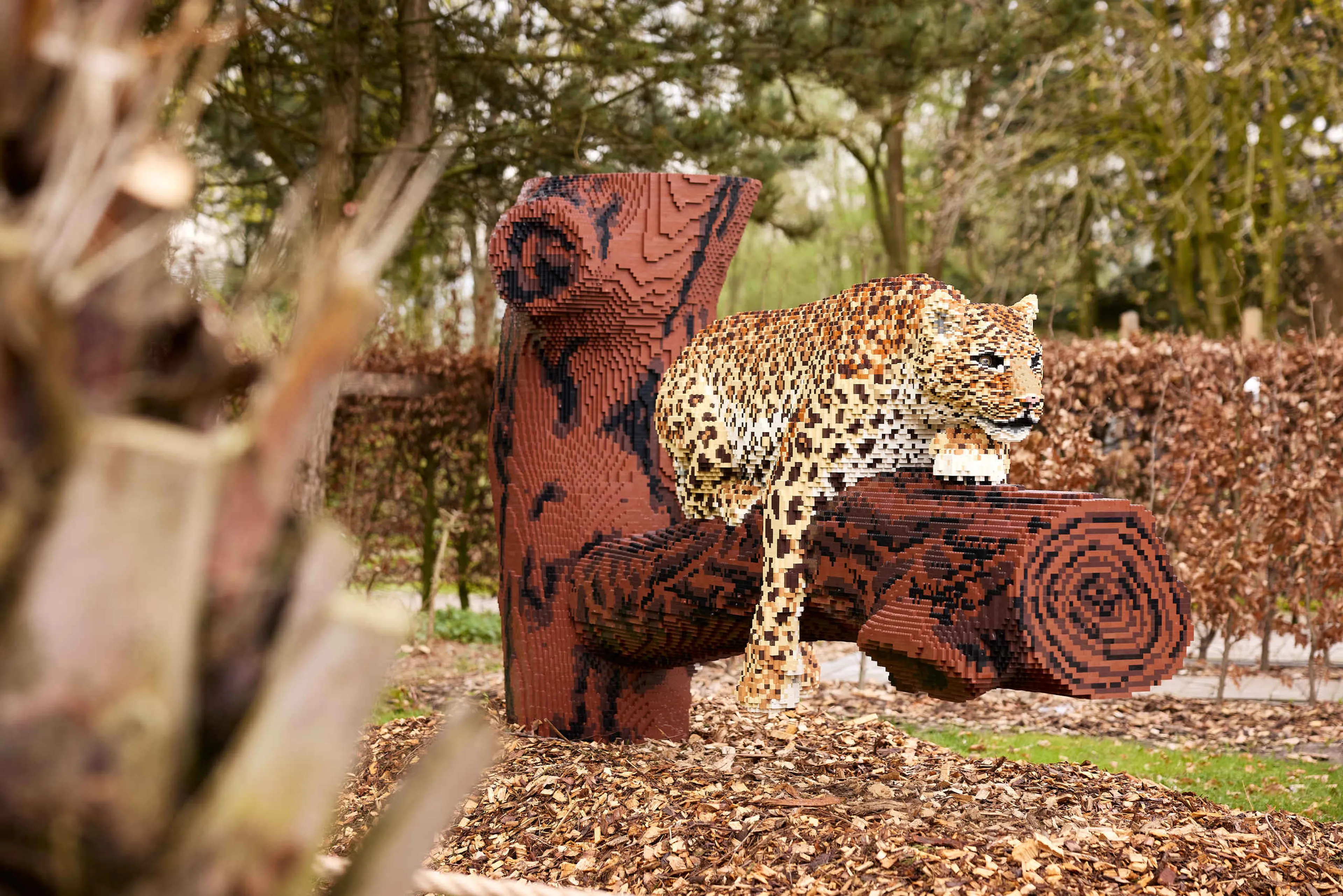 Een panter op een boomstam tijdens Wild Bricks in ZooParc Overloon