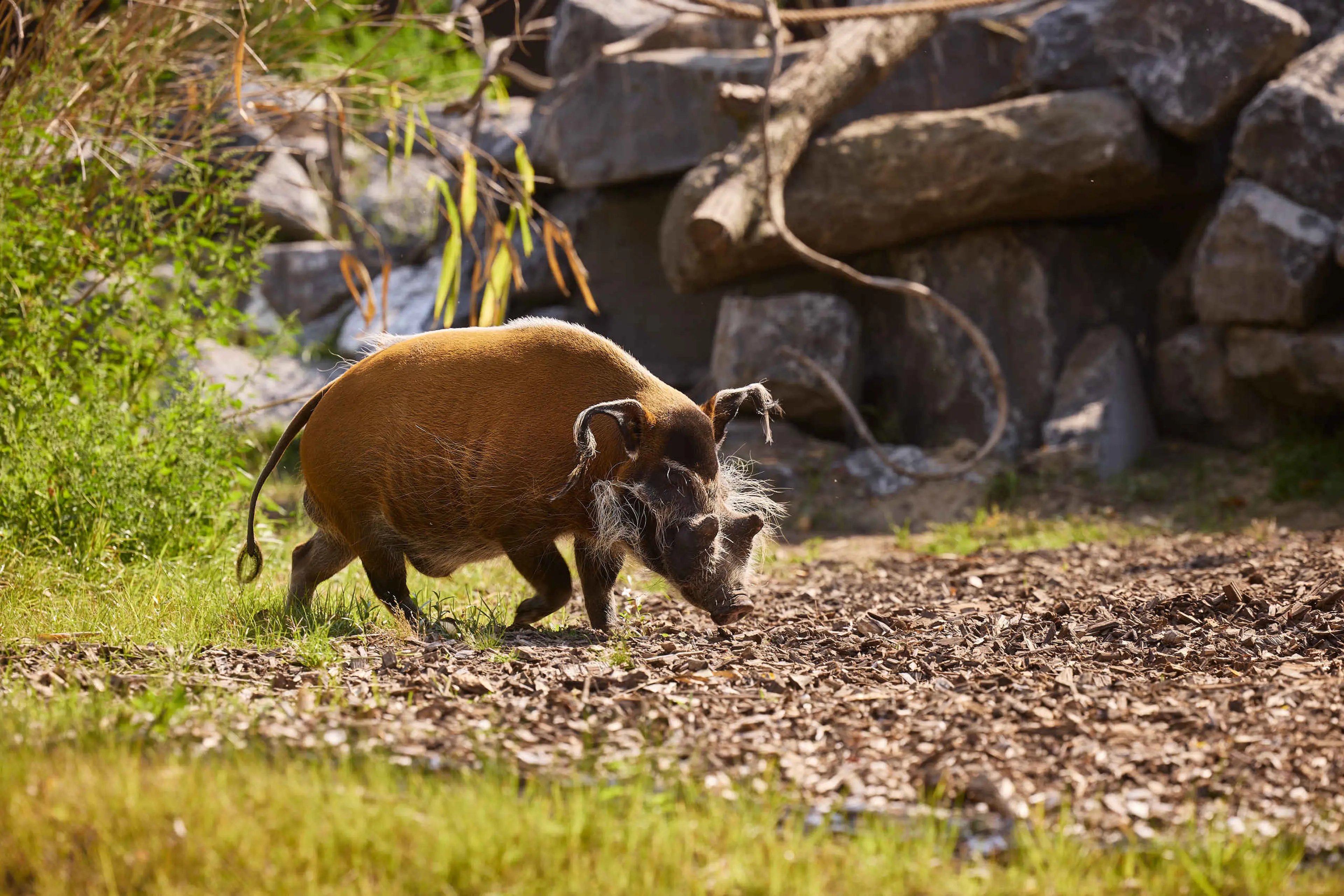 Een penseelzwijn loopt door zijn verblijf in ZooParc Overloon