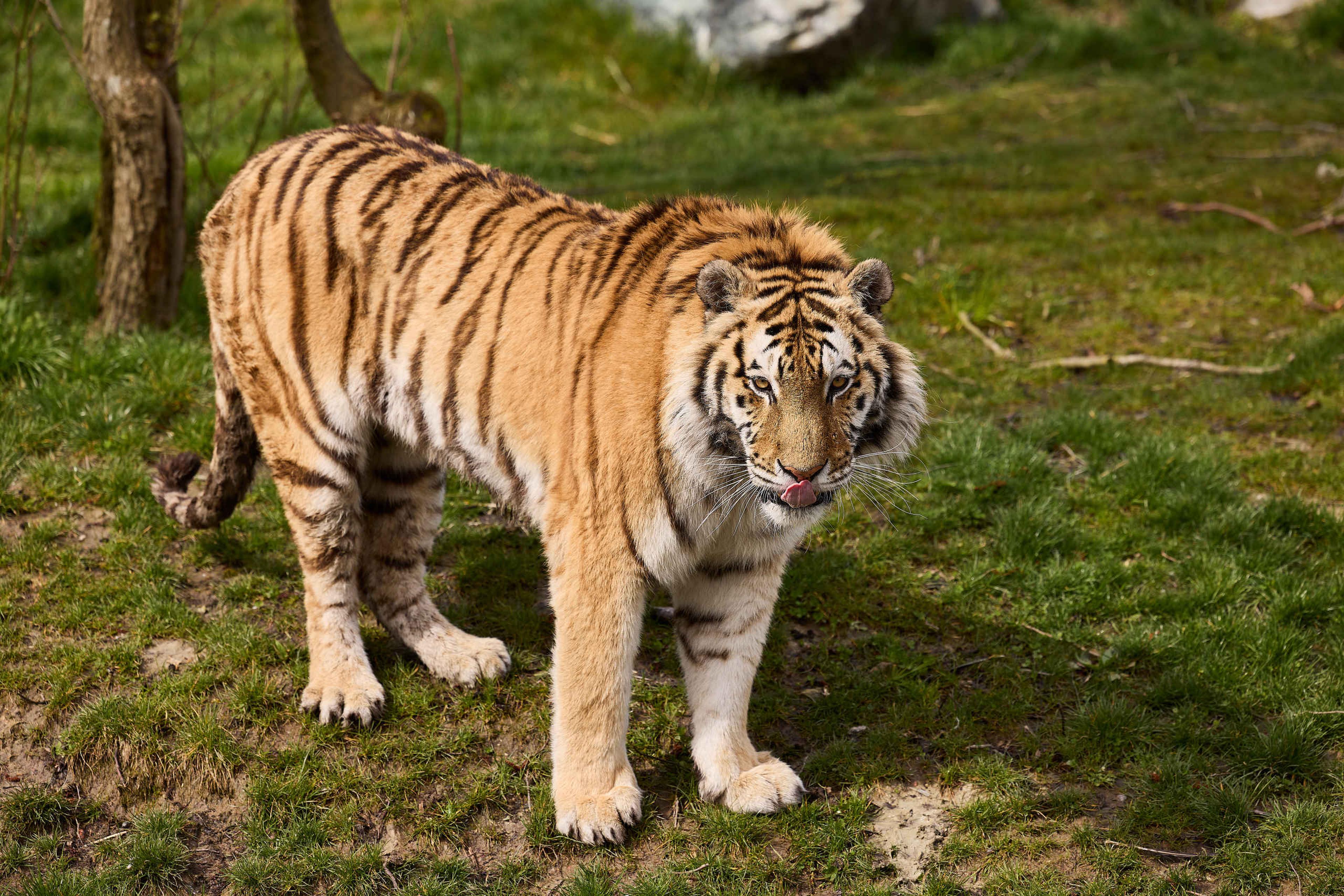 Close-up van een tijger in AquaZoo Leeuwarden