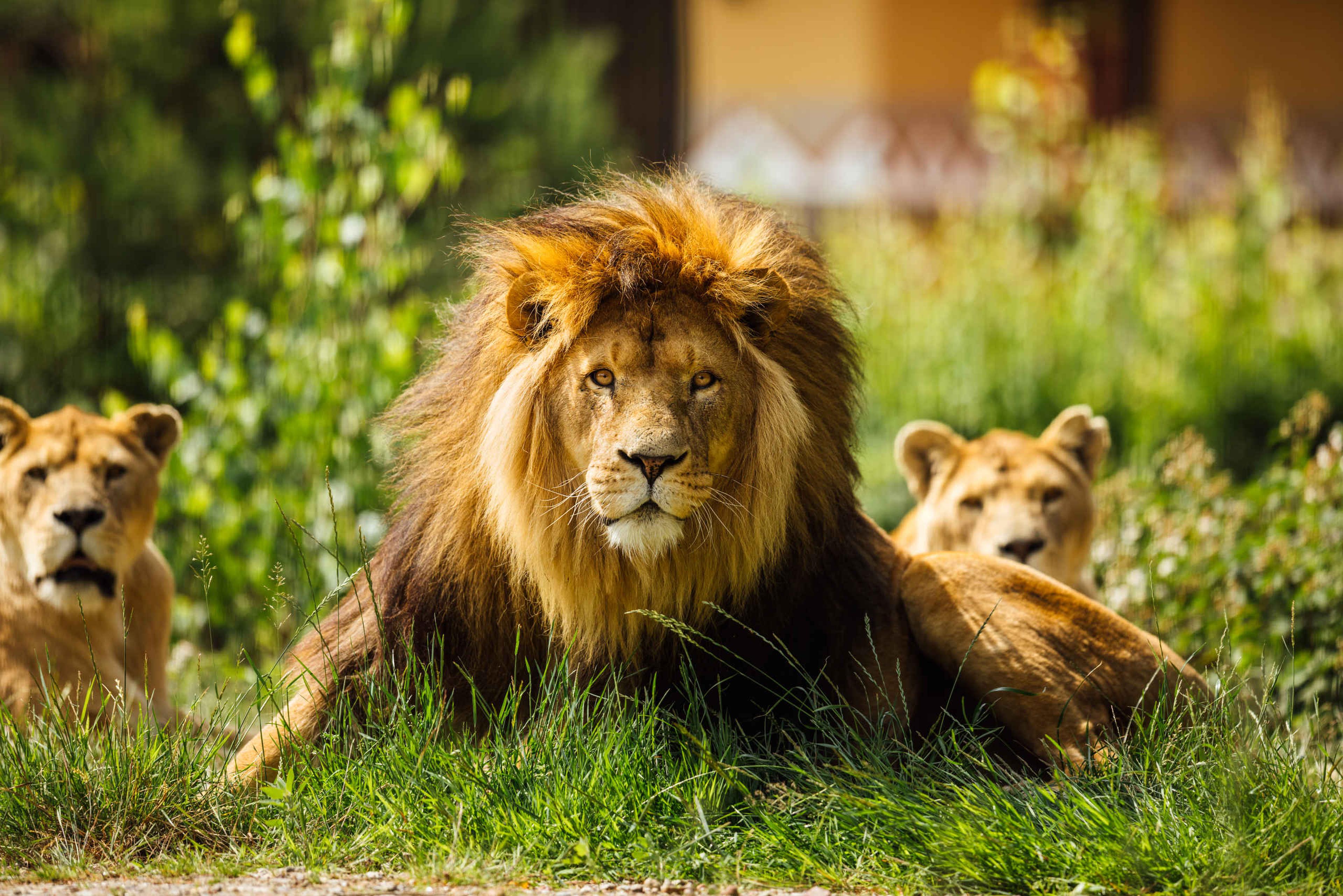 3 Afrikaanse leeuwen liggen op de savanne bij Beekse Bergen.