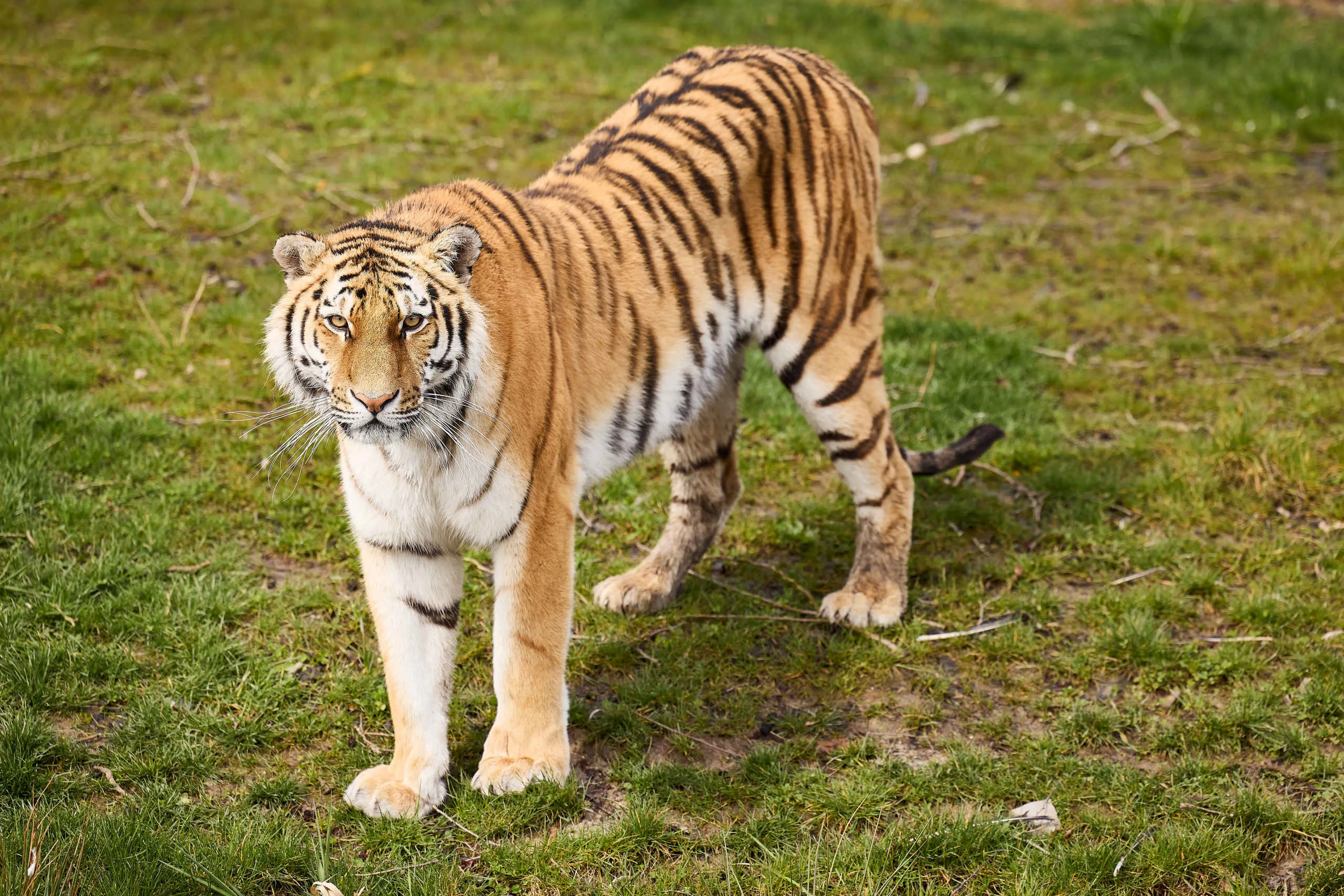 Amoertijger in AquaZoo