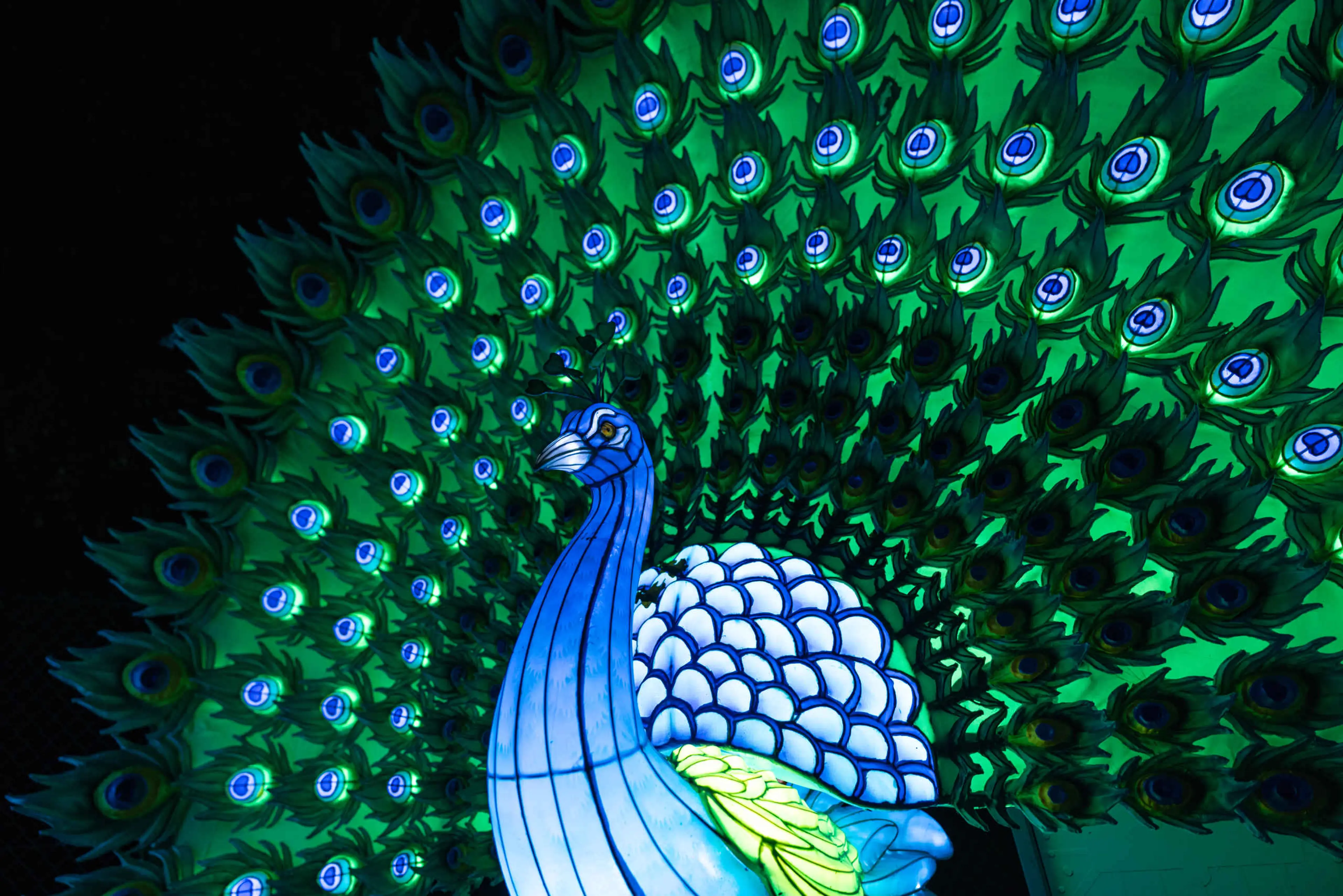 Pauw bij Light Safari Beekse Bergen