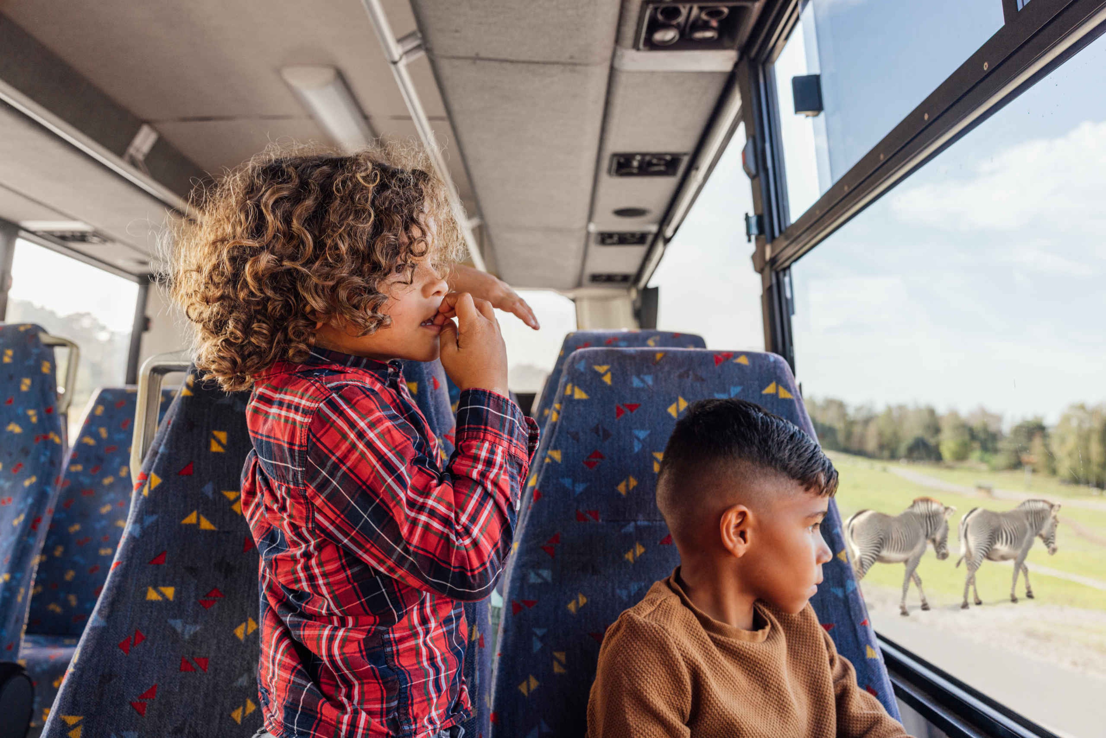Kinderen kijken naar zebra's vanuit de bussafari in Safaripark Beekse Bergen